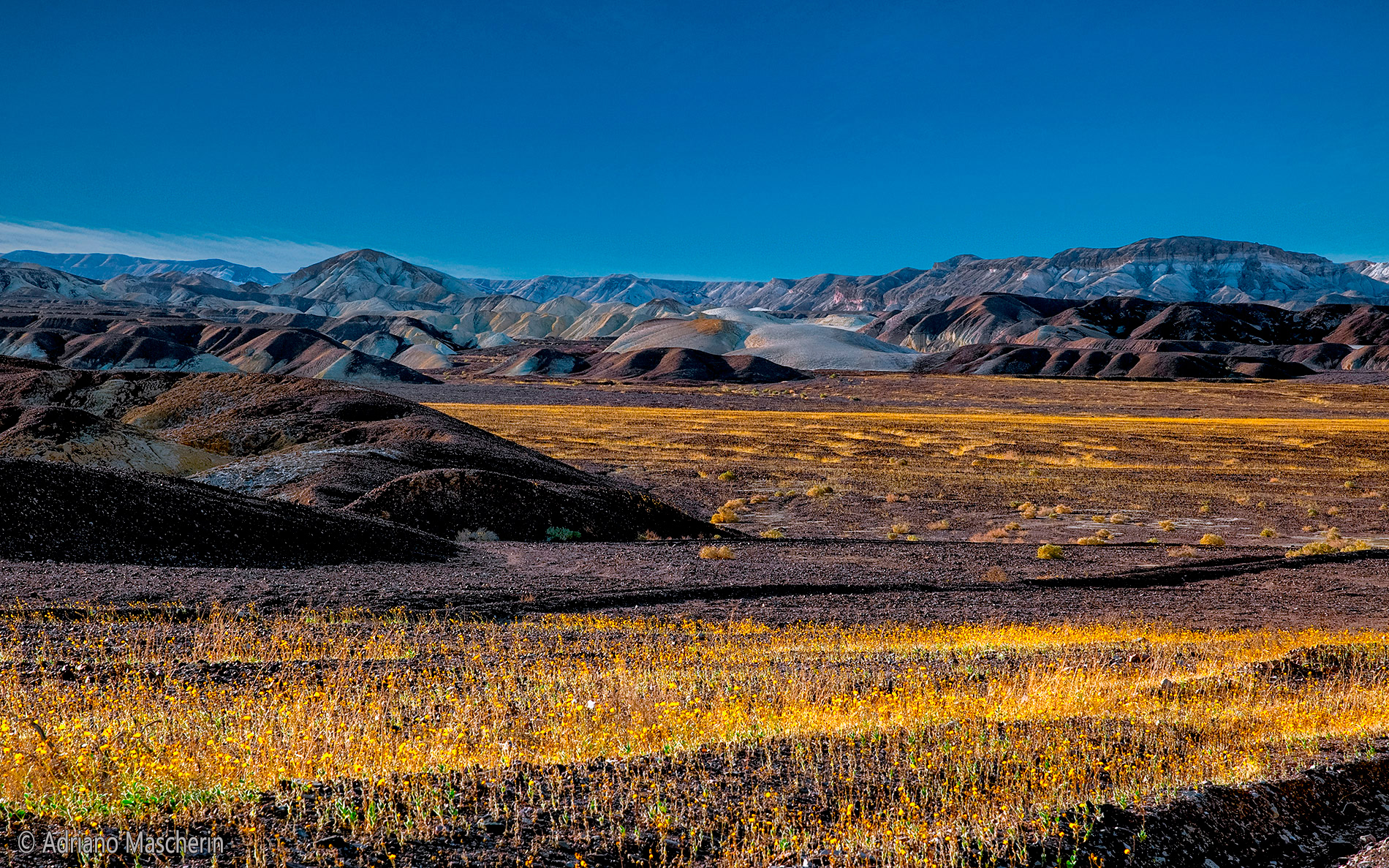 Fioritura nella Death Valley - Blooming in Death Valley