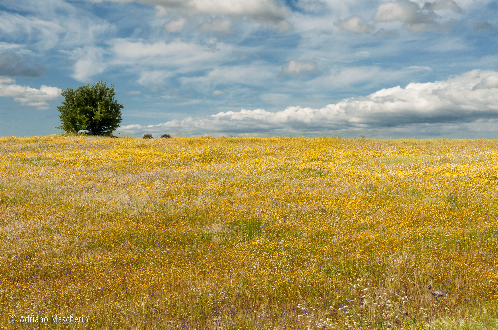 Milis - Prati fioriti - Flowering meadows
