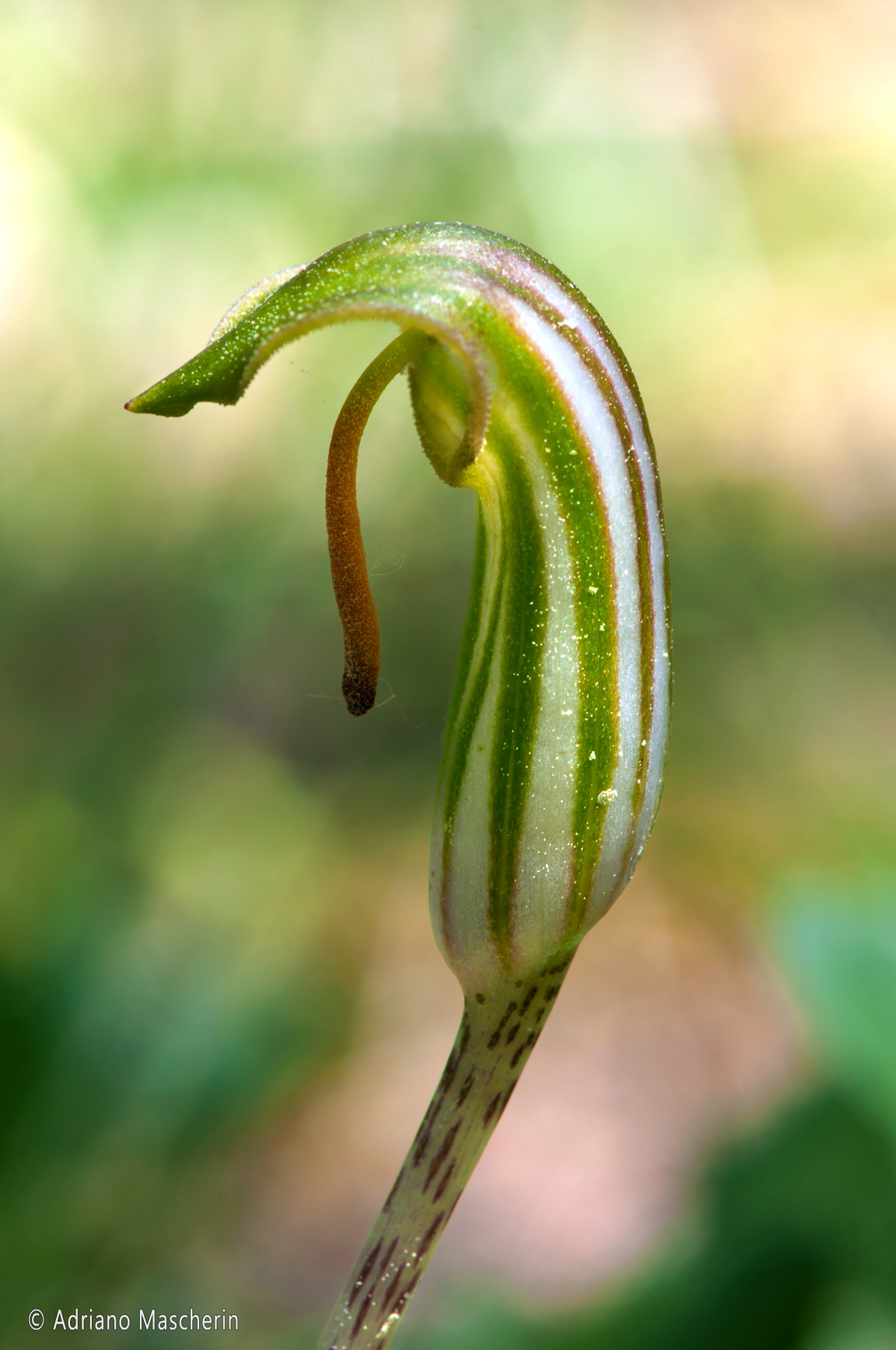 Laconi - Arisarium Vulgare