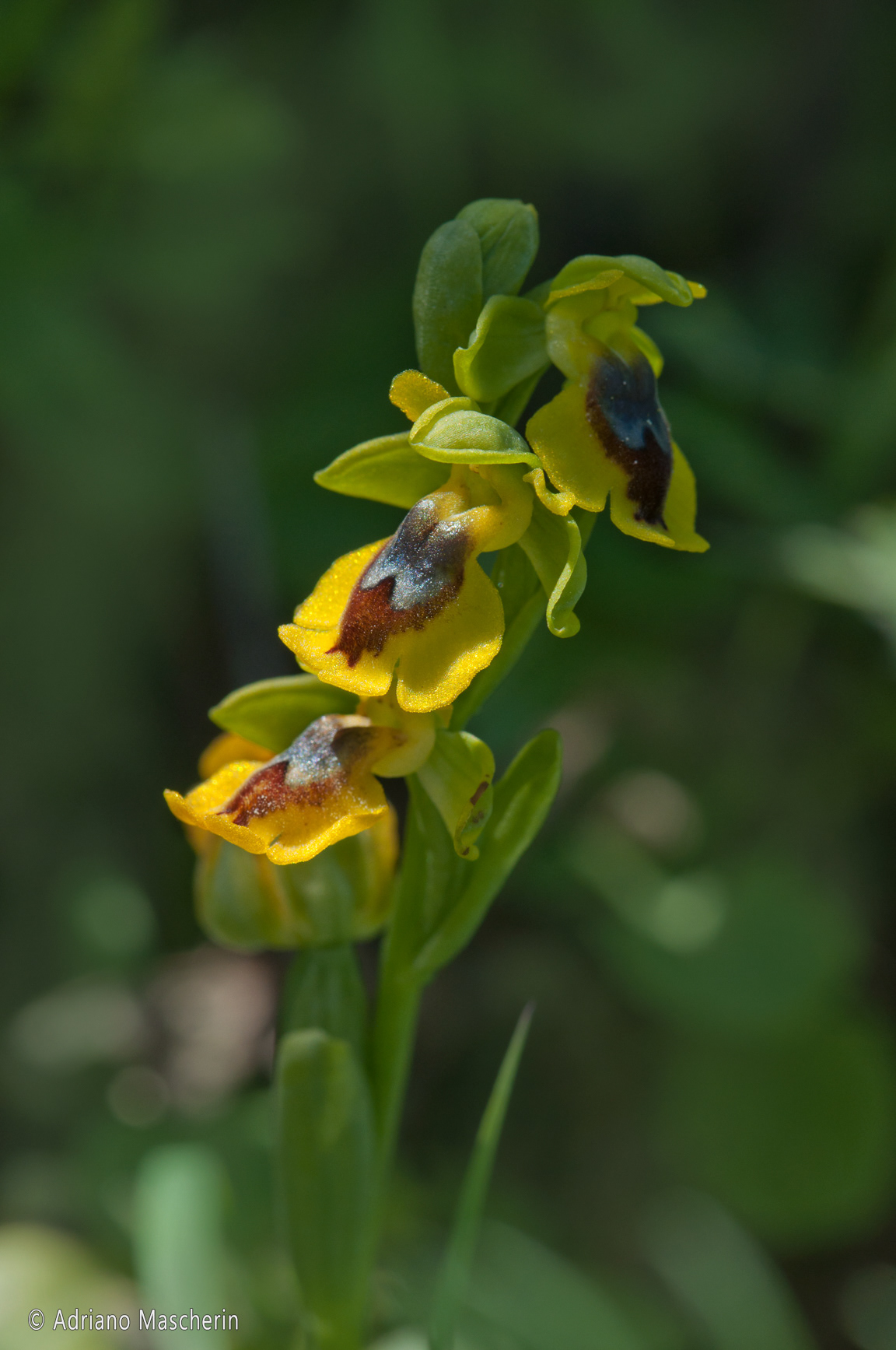 Las Plassas - Ophrys Lutea - Ofride Gialla