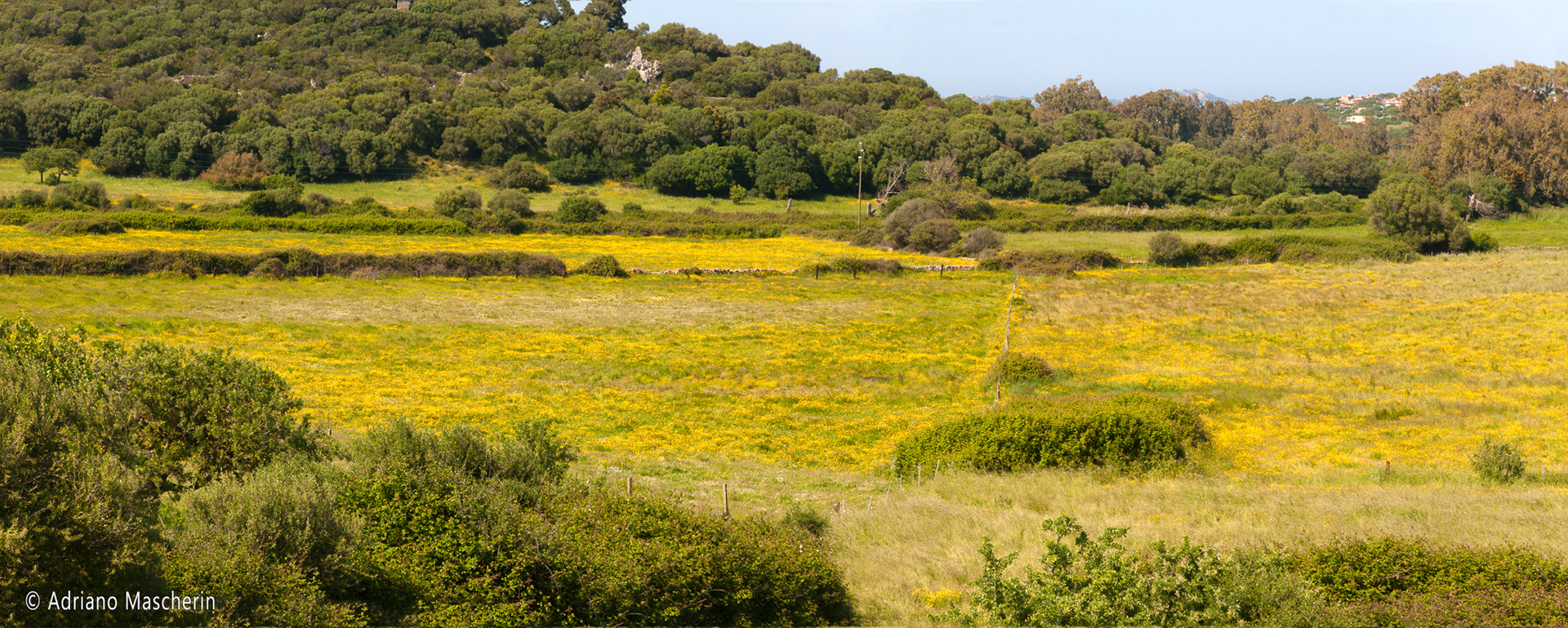Palau - Prati fioriti - Flowering meadows