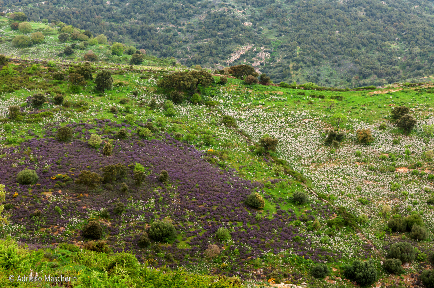 Bitti - Fioritura lavanda Stoechas - Flowering lavender Stoechas