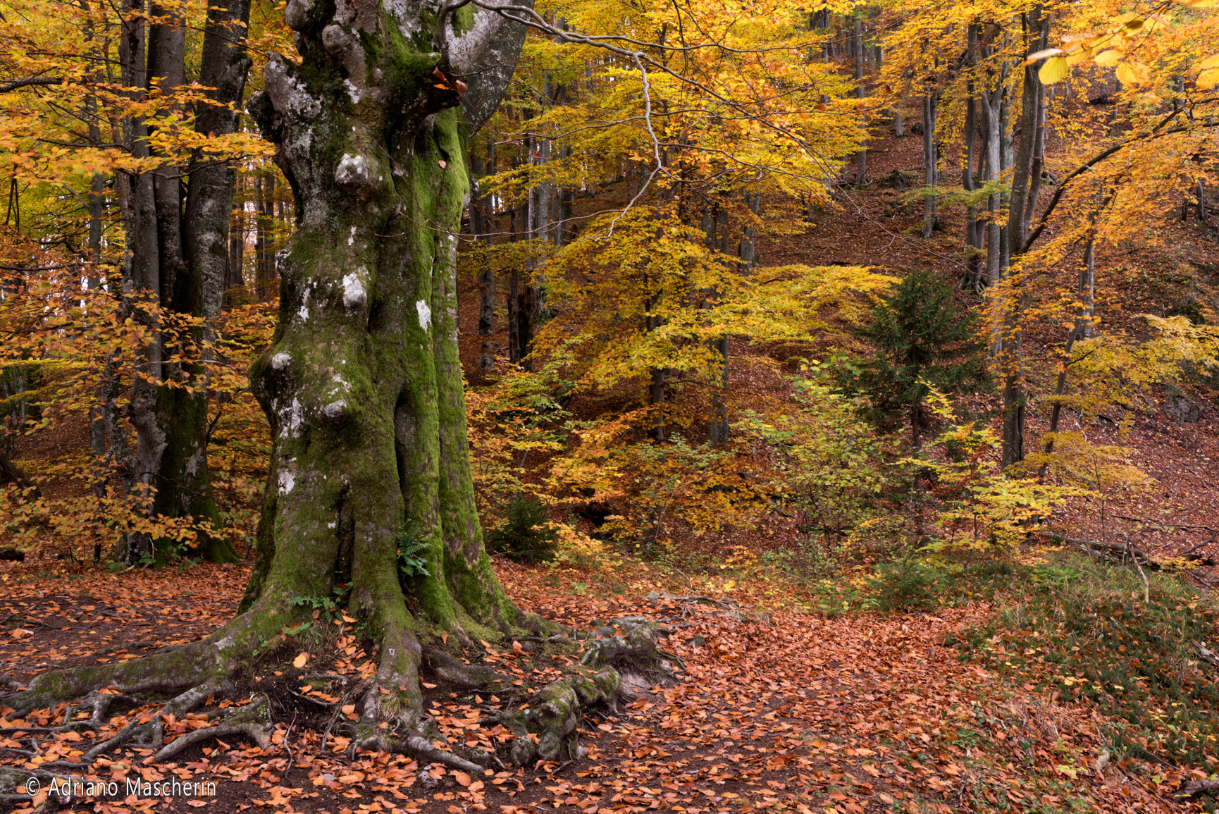 Bosco autunnale - Autumn forest