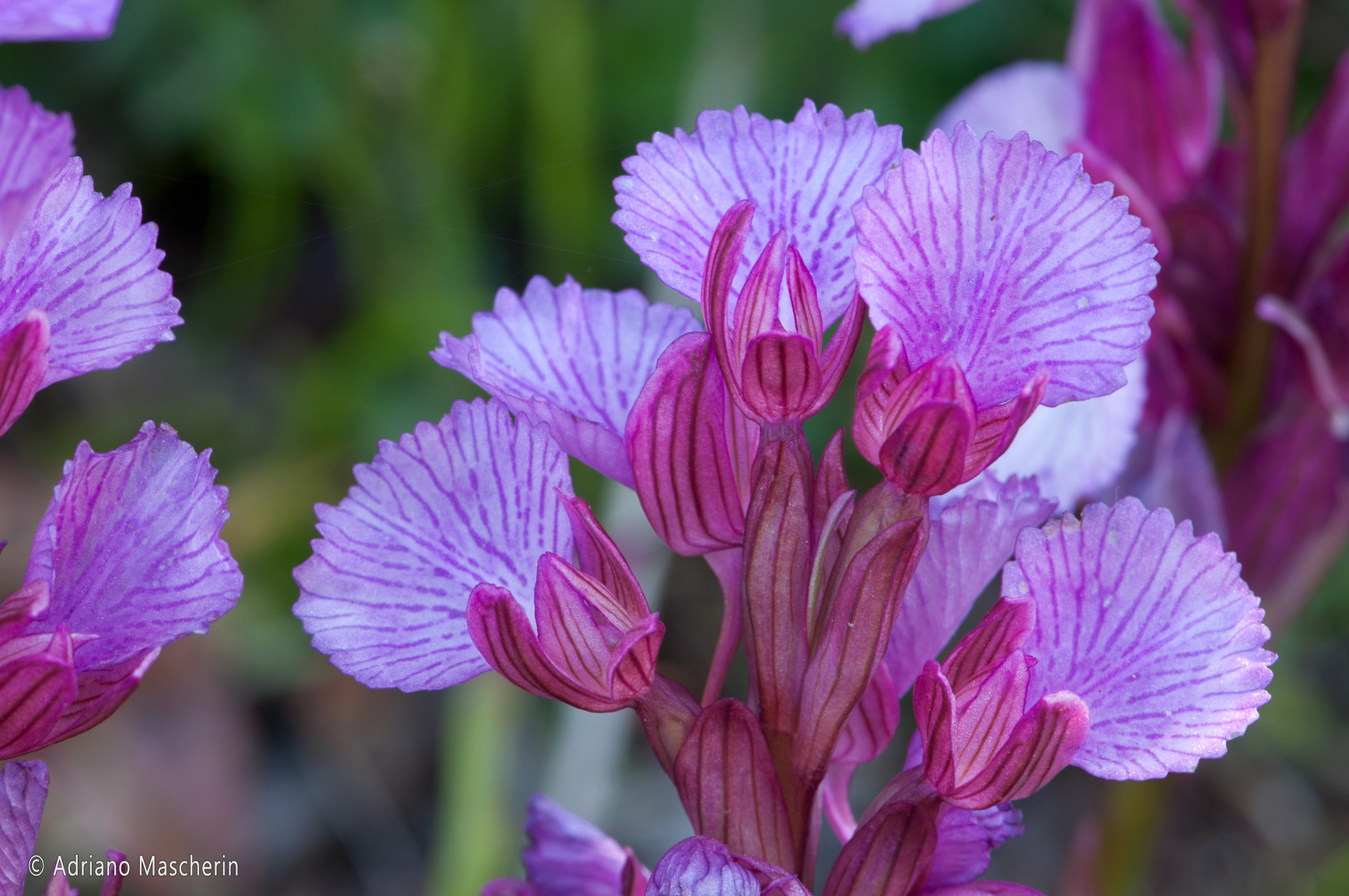 Gesturi - Orchis Papillonacea - Orchide a Farfalla