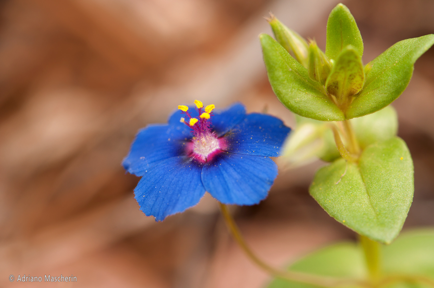 Bosa - Anagallis Arvensis - Centocchio dei campi