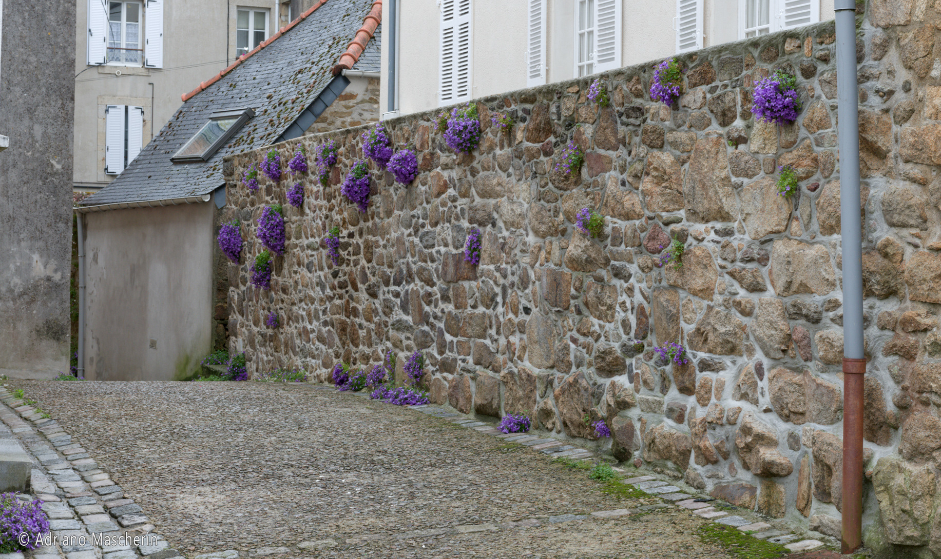 Douarnenez - Muro fiorito - Flowered wall