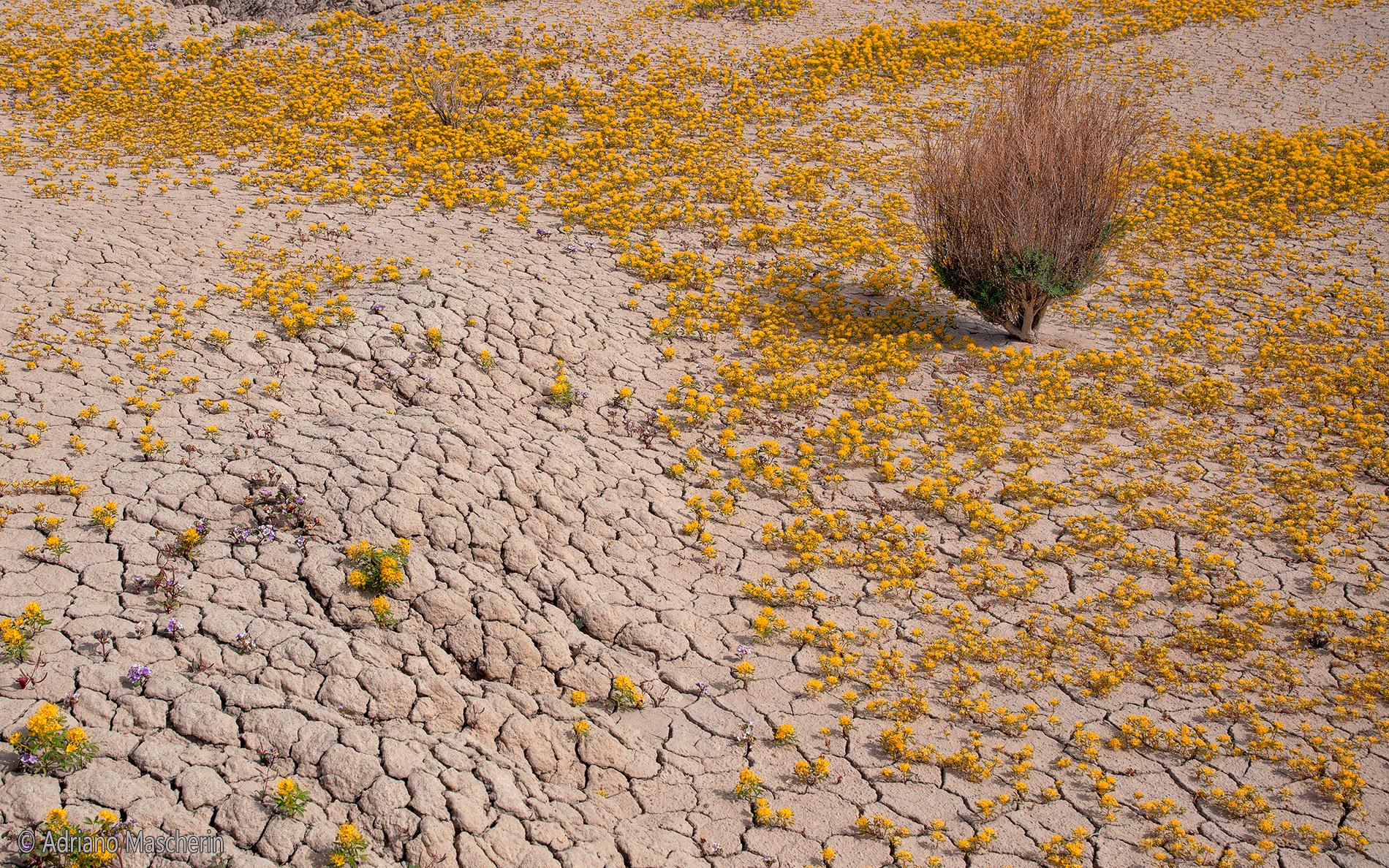Fioritura presso Caineville Mesa - Flowering at Caineville Mesa
