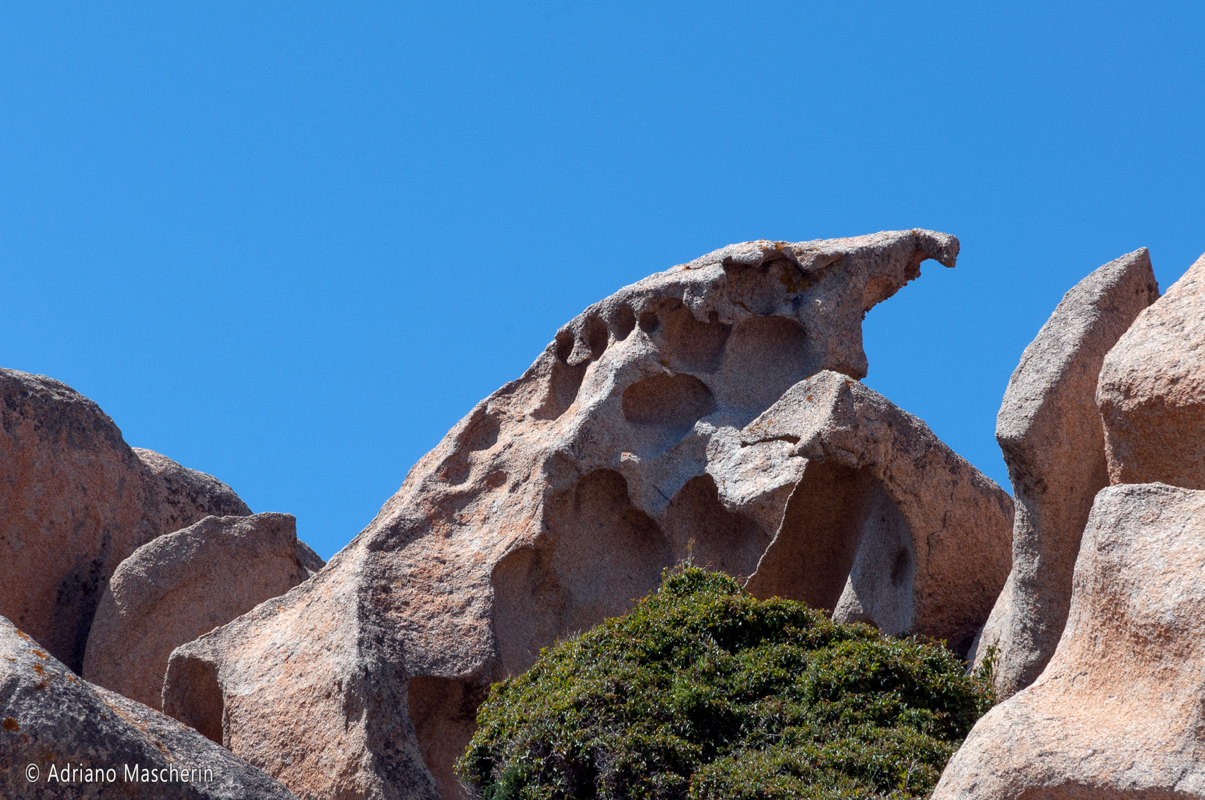 Capo testa - Il Dinosauro - The dinosaur
