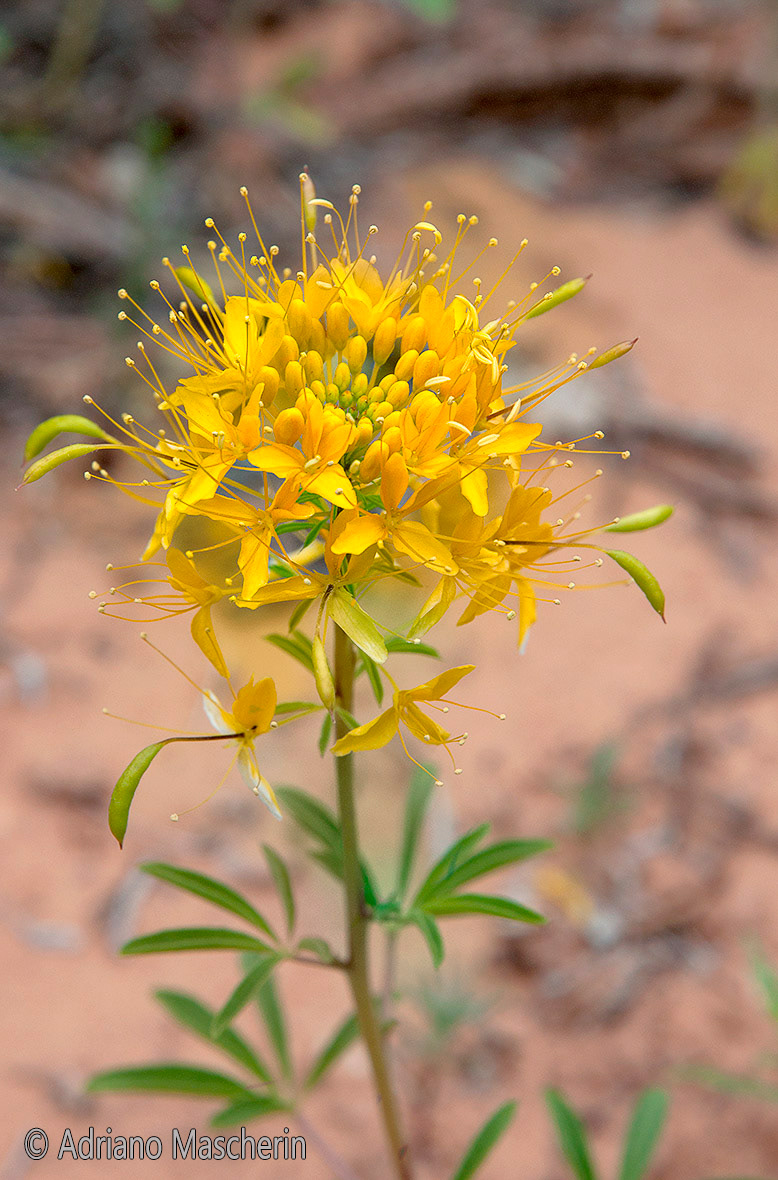 Stanleya Pinnata - Desert Princes Plume-Neddle