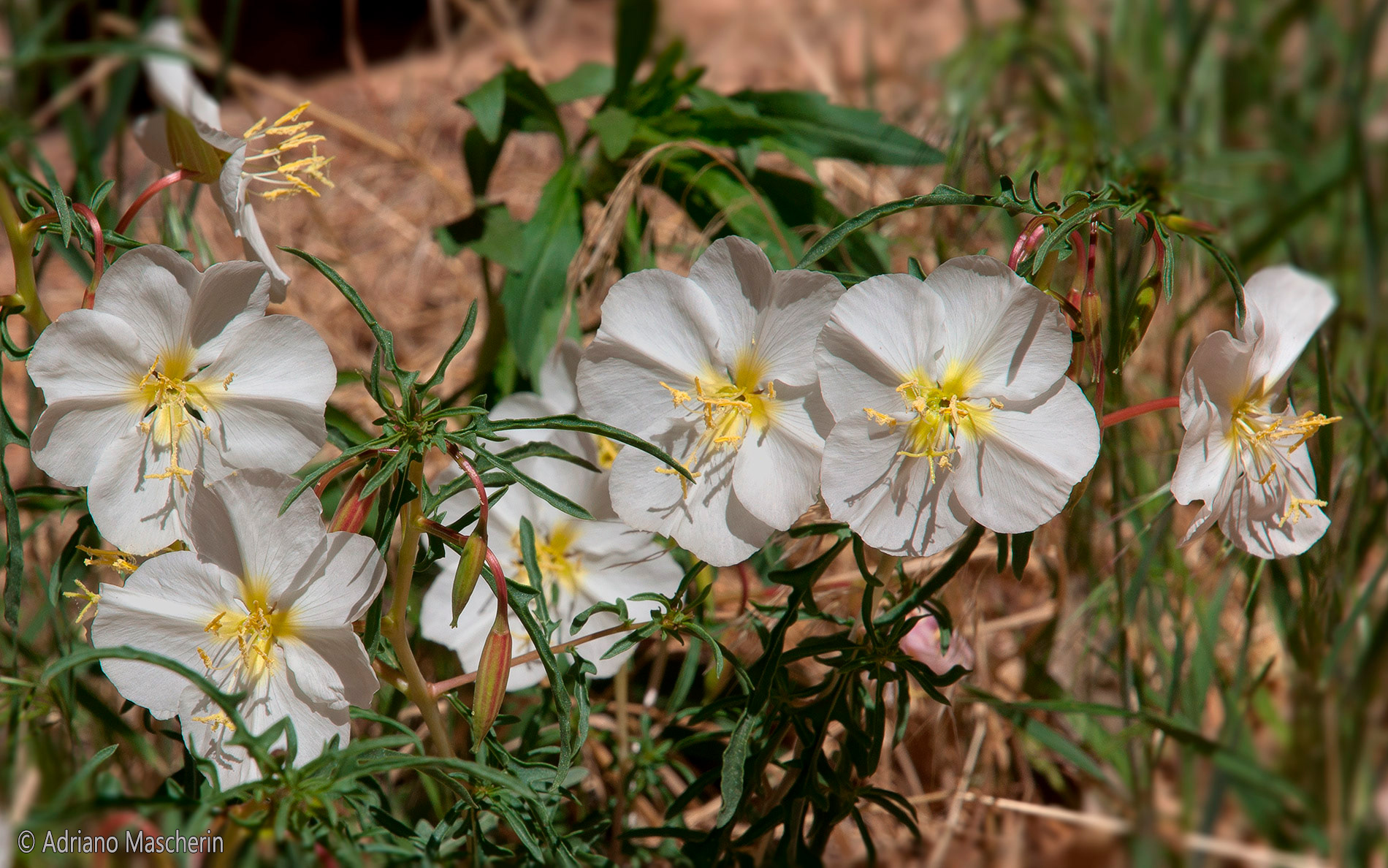 Oenothera Deltiodes - Evening Primrose - Capitol Reef NP