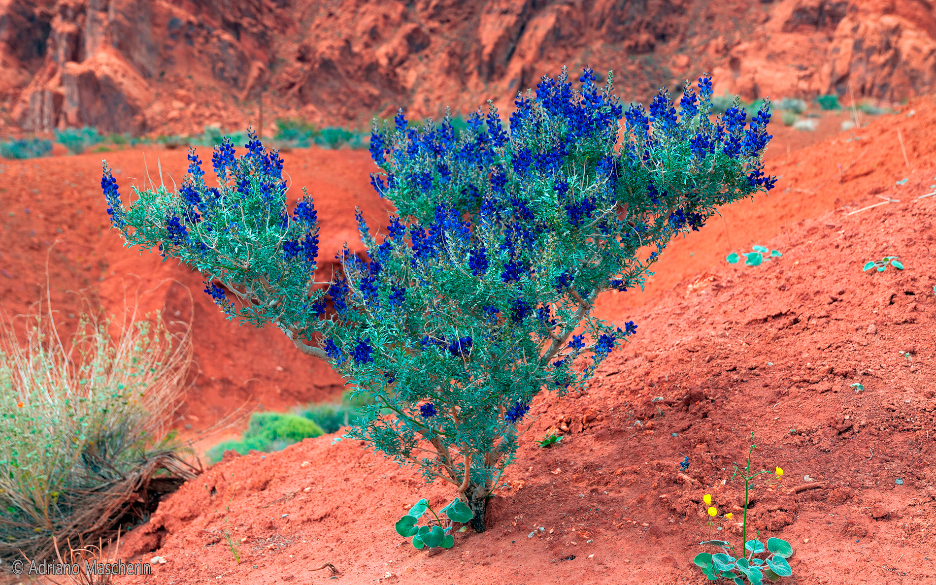 Psorothamnus Fremontii - Indigo Bush - Valley of Fire