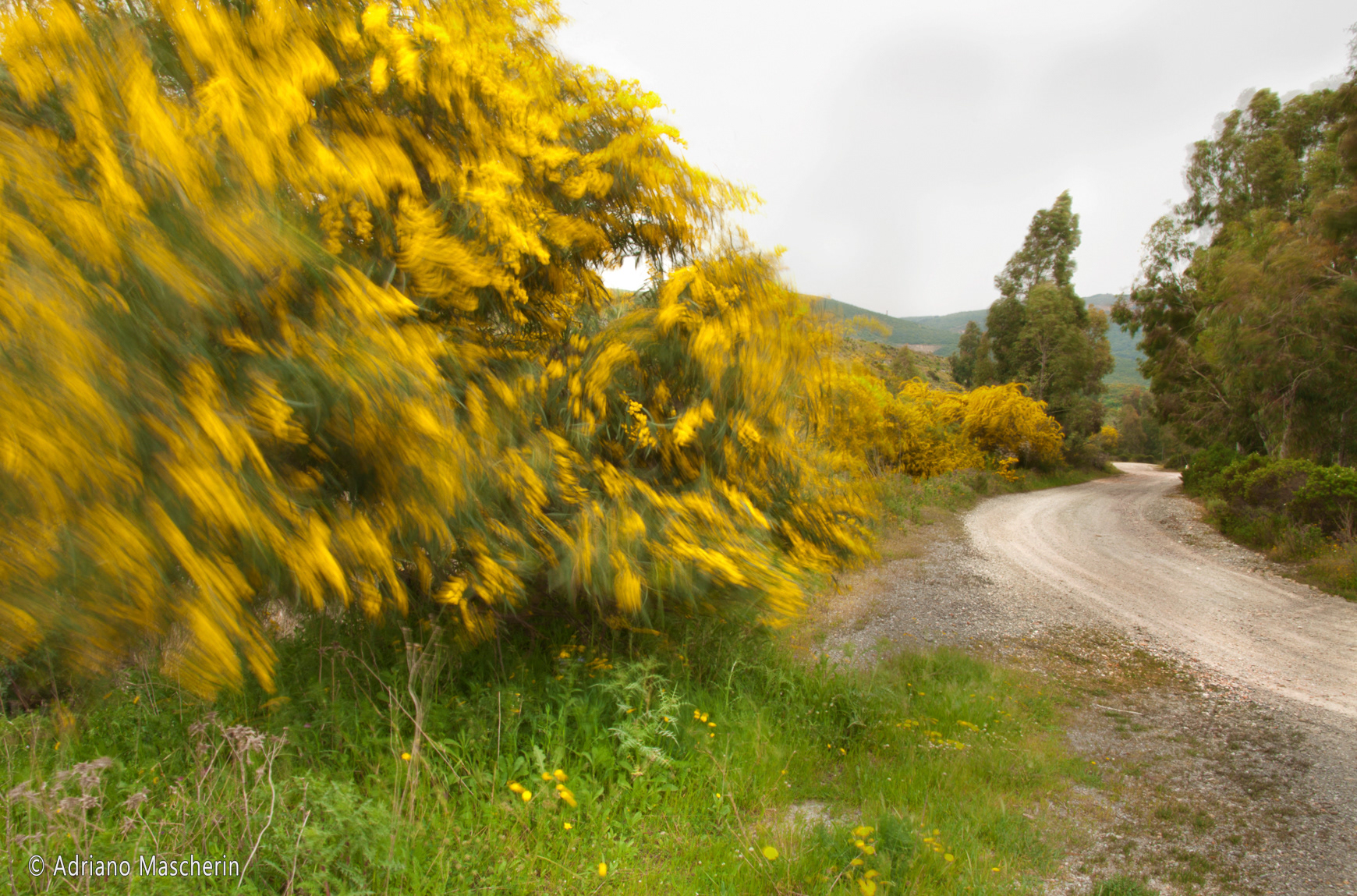 Iglesia - Ginestre al vento - Gorse in the wind