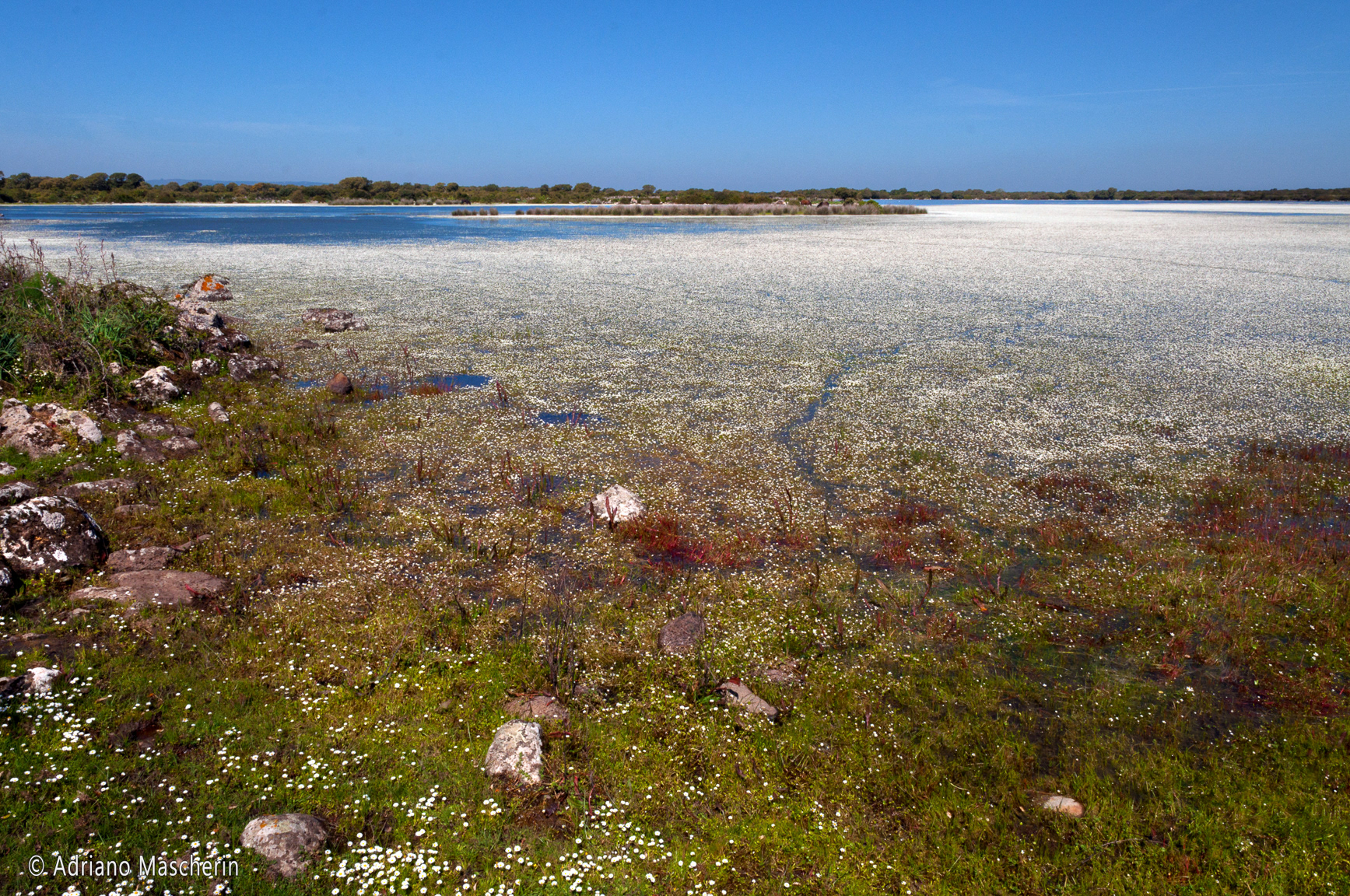 Gesturi - Ranunculus Acquatilis stagno Pauli Maiori