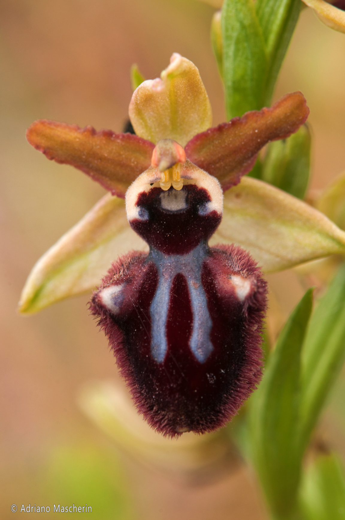 Fluminimaggiore - Ophrys Incubacea