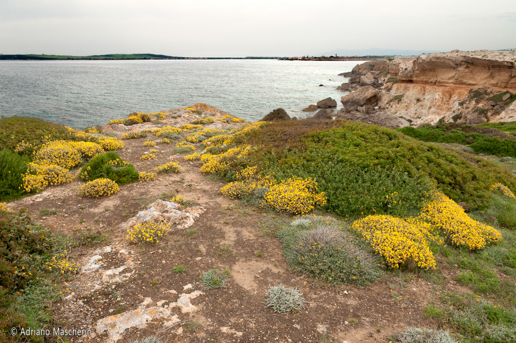 Sinis - Fioriture - Flowering