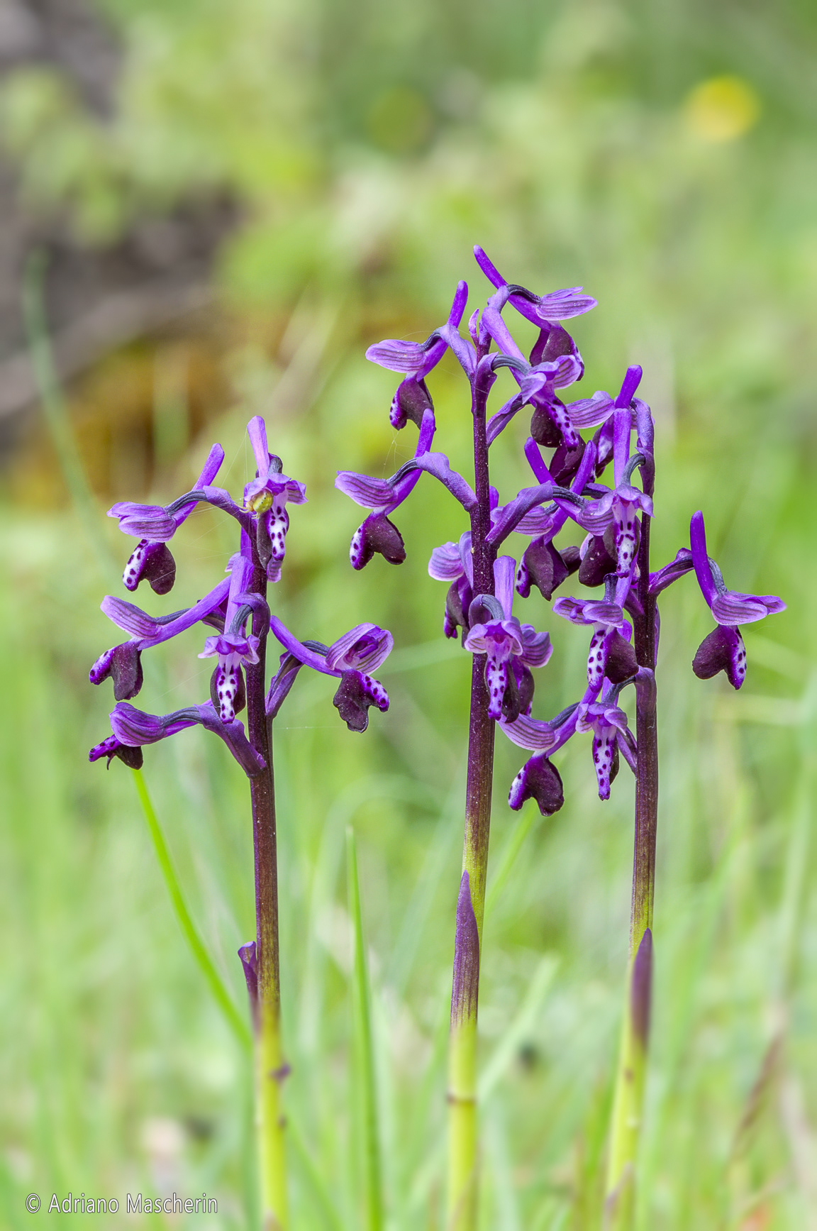 Ortachis - Orchis Longicornu