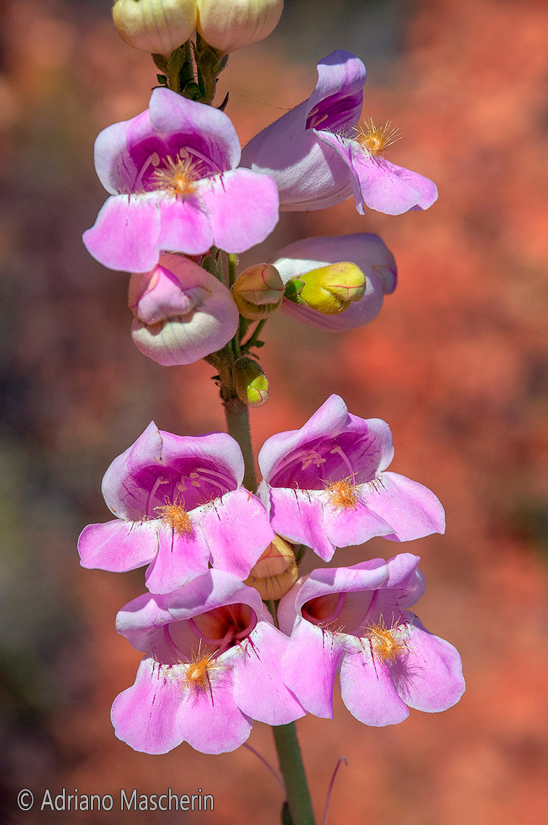 Penstemon Palmeri - Palmer's Penstemon - Chapel of Holy Cross Sedona