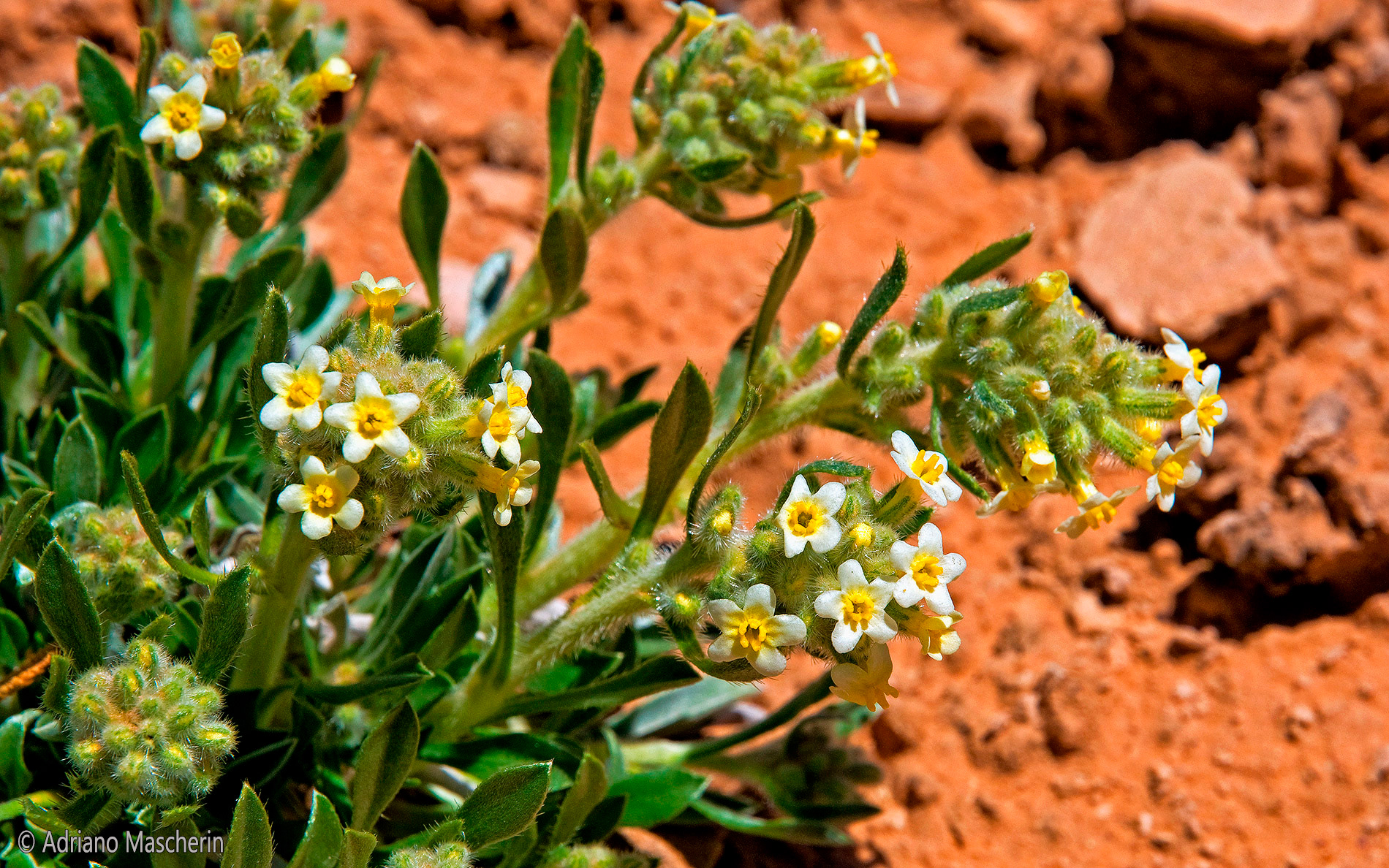 Cryptantha Utahensis - Kodachrome SP