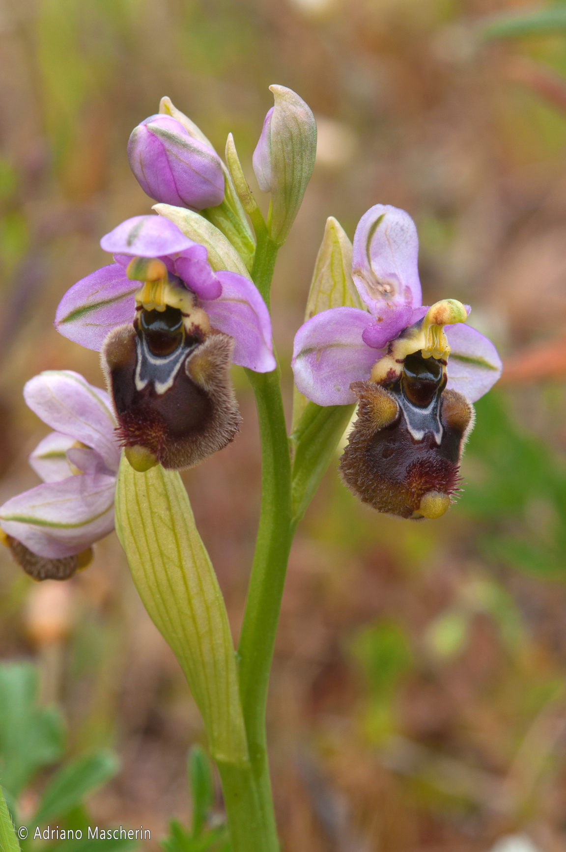 Fluminimaggiore - Ophrys Chestermanii