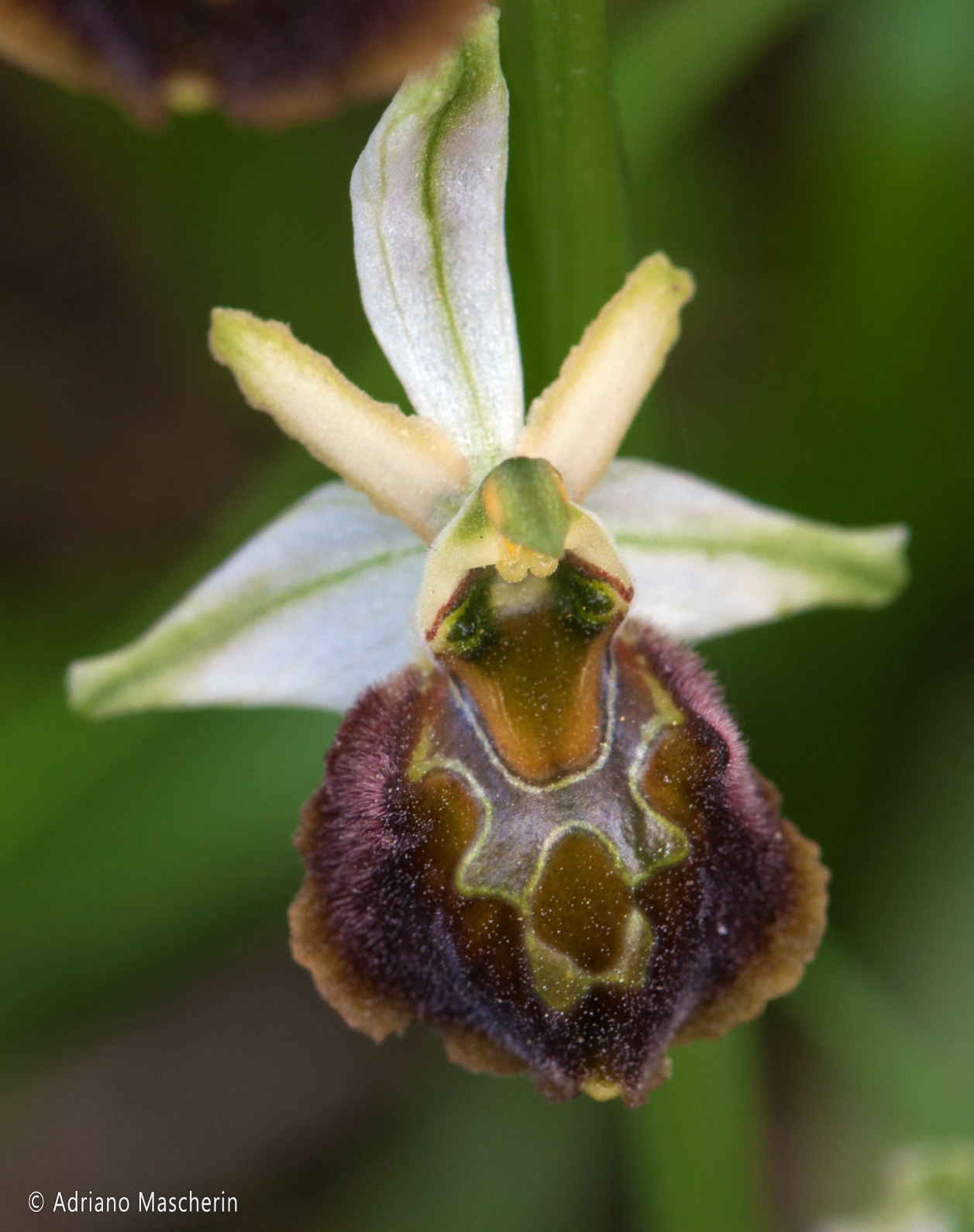 Orune - Ophrys Morisii - Ofride di Moris