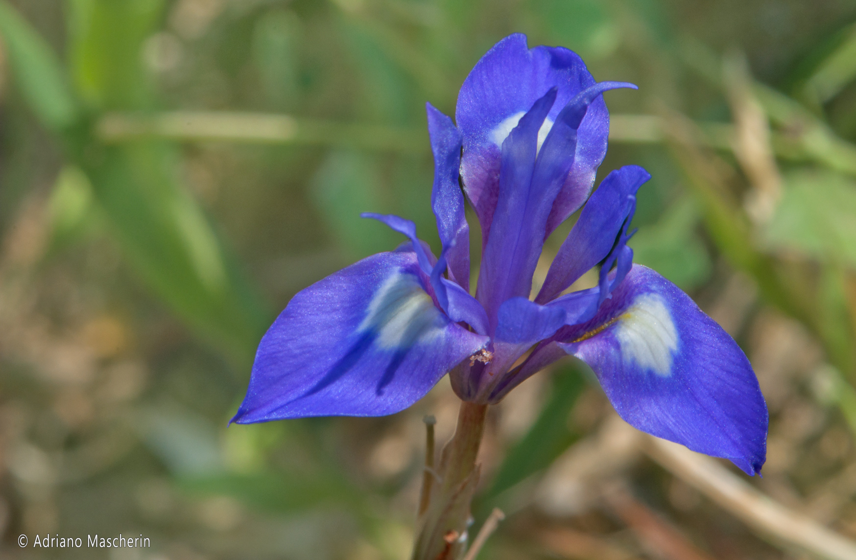 Porto Ferro - Iris Sisyrinchium