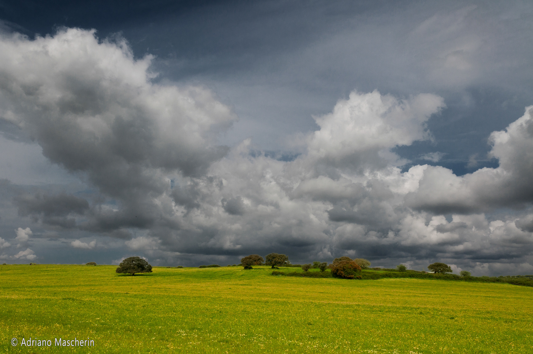 Bitti - Prati fioriti - Flowering meadows