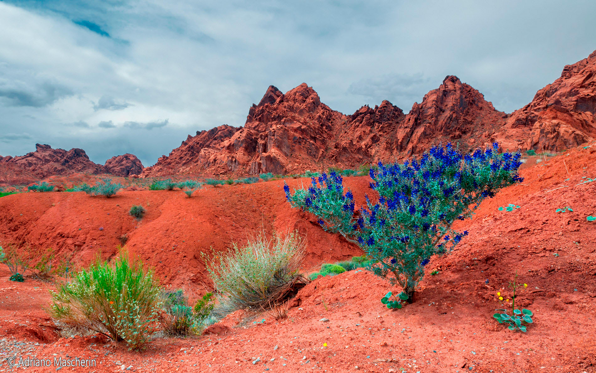 Psorothamnus Fremontii - Indigo Bush - Valley of Fire