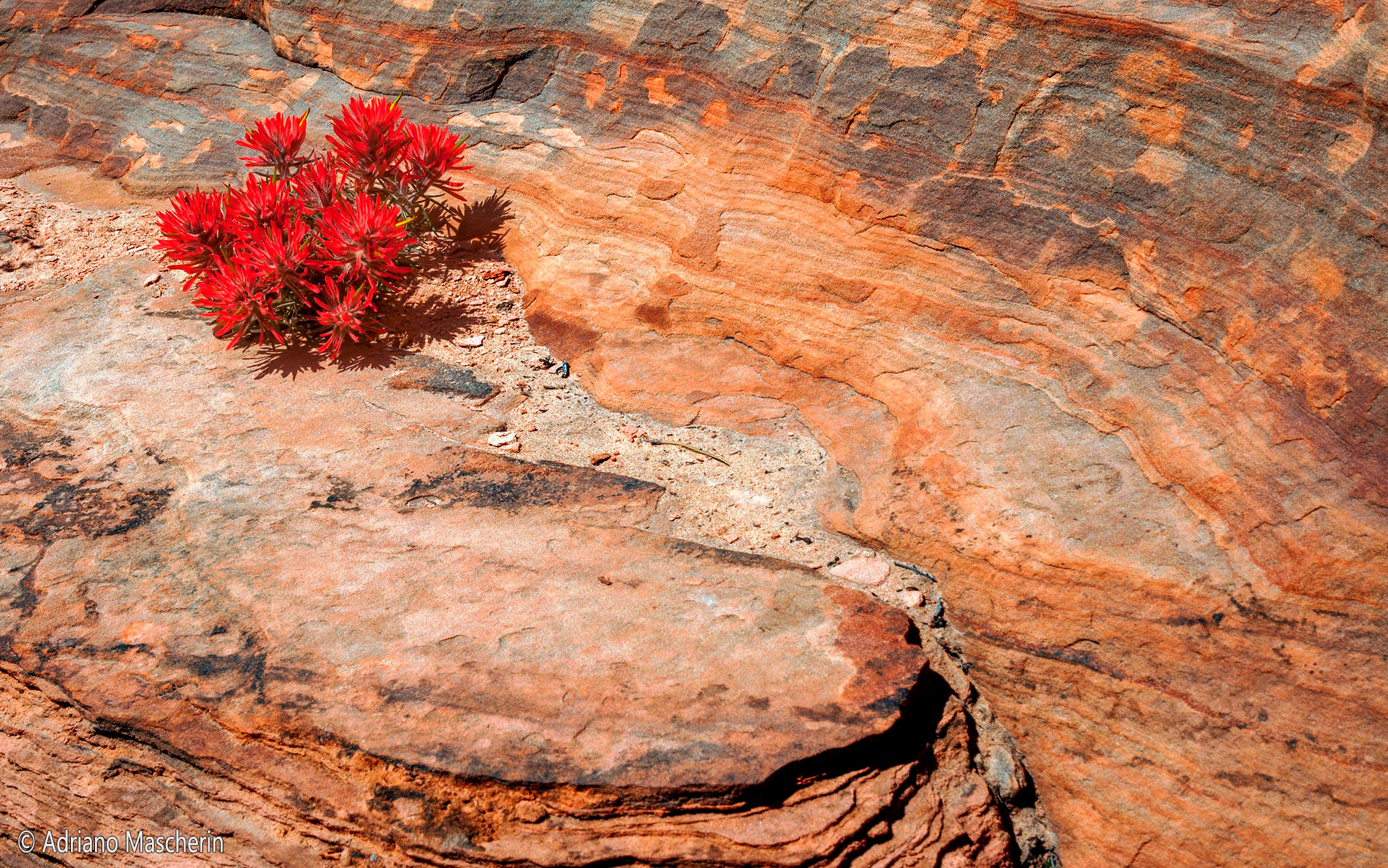 Desert Paintbrush - Zion NP