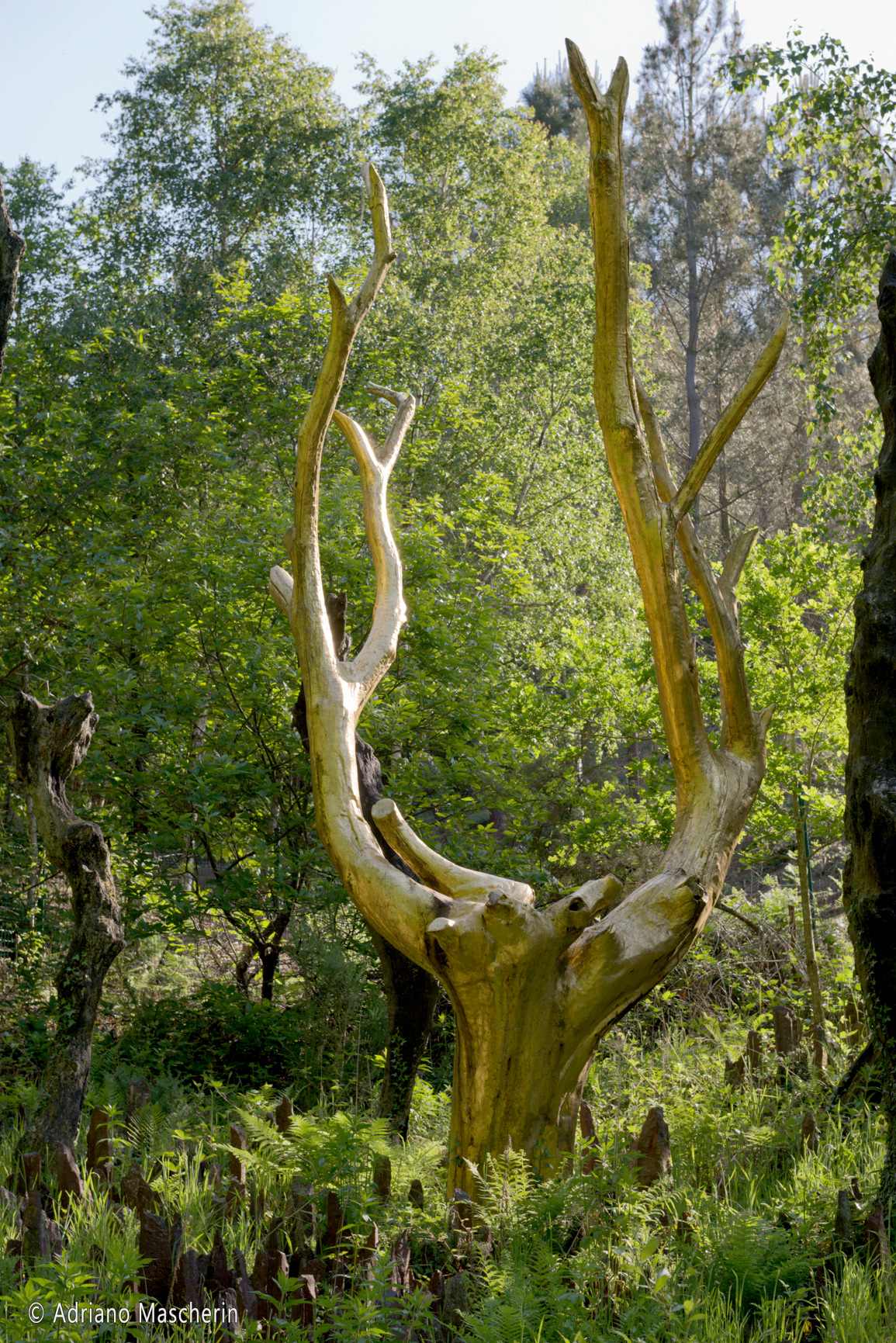 Paimpont - L'albero d'oro - Val sans retour - The golden tree