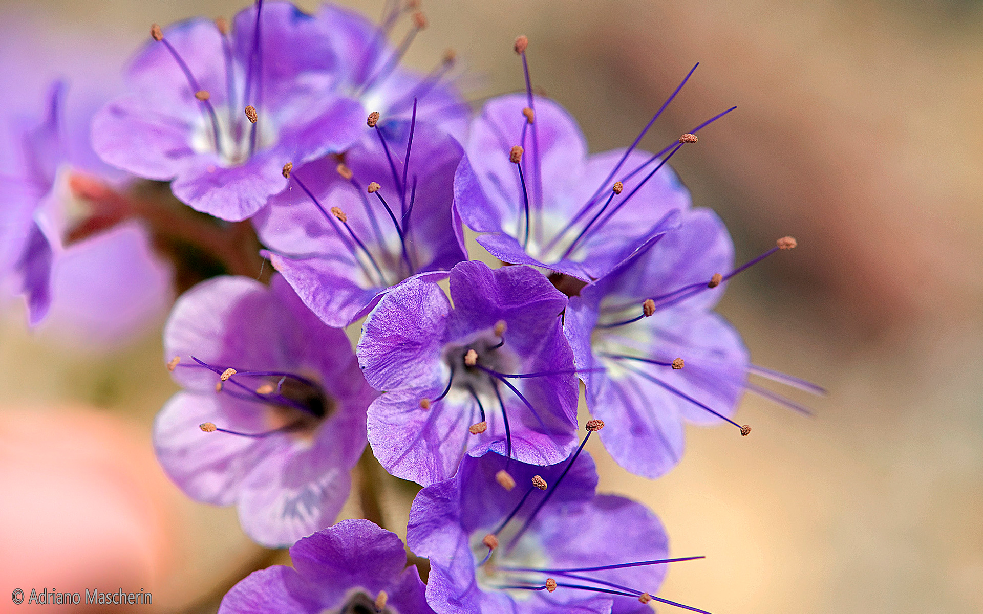 Phacelia Crenulata - Notch Leaf Phacelia - Death Valley
