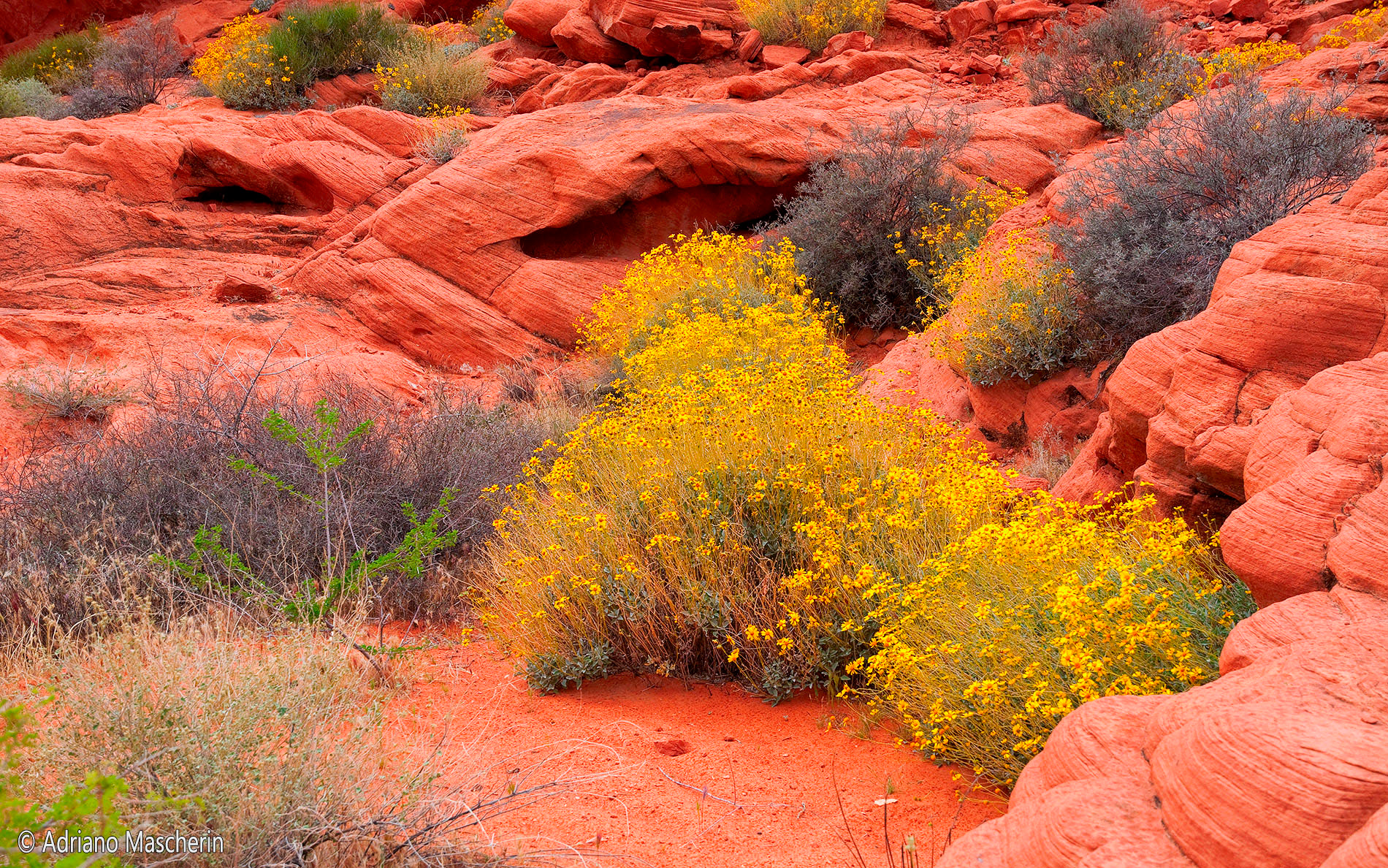 Blooming in Valley of Fire