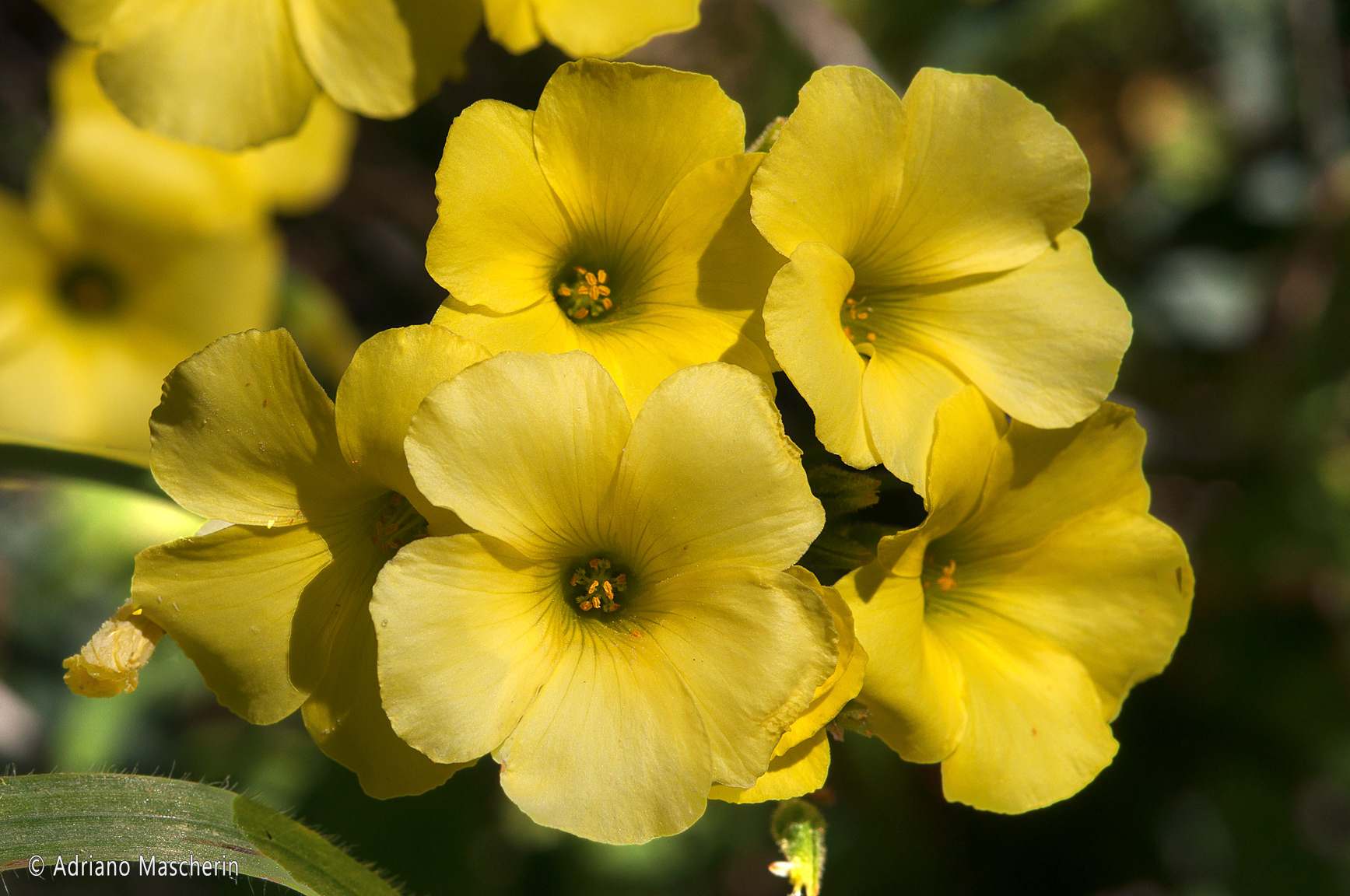 San Teodoro - Oxalis Pes Caprae - Acetosella Gialla