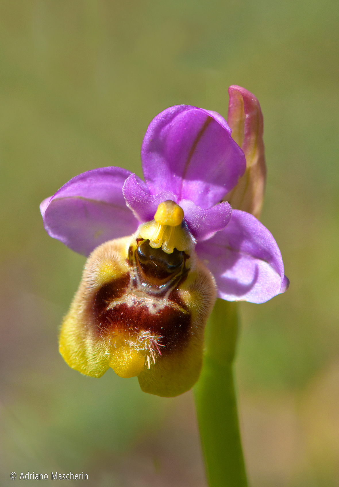 Ulassai - Ophrys Tenthredinifera