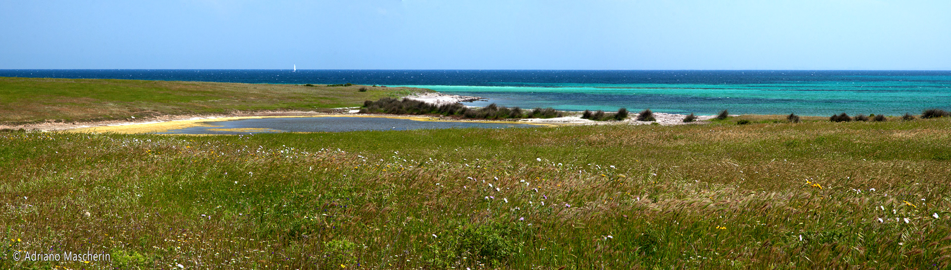 Asinara - Stagno Splamadori