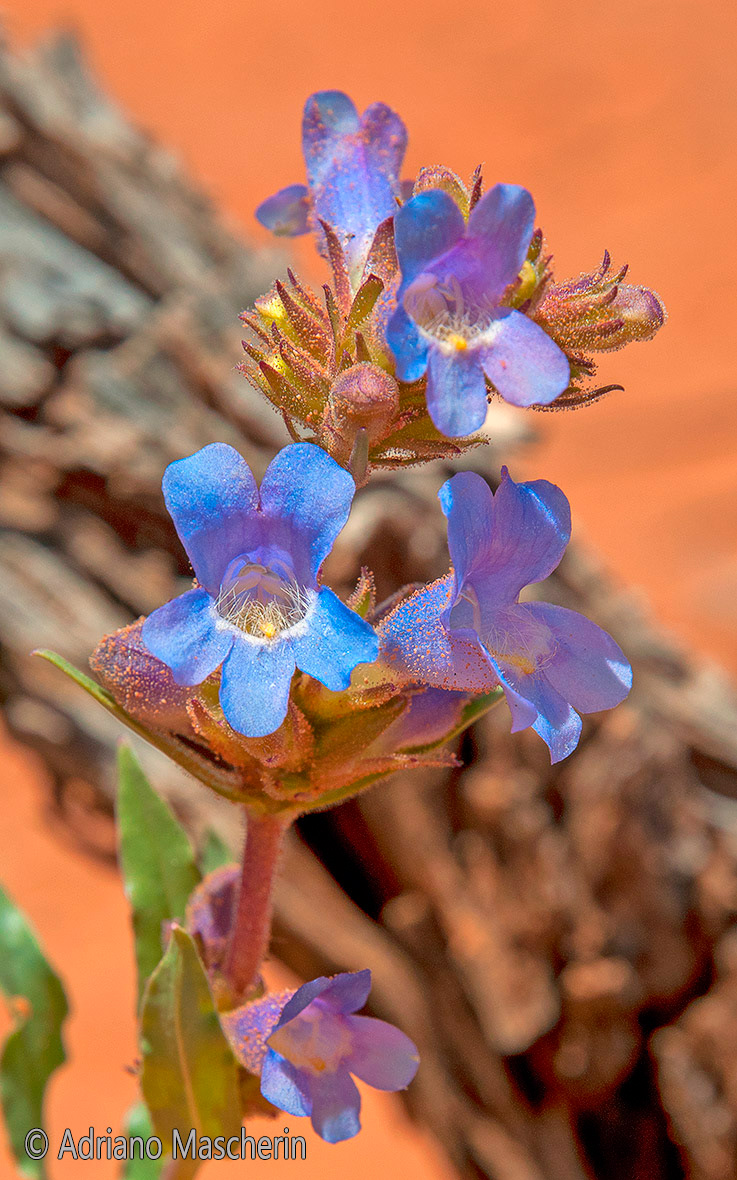 Penstemon Angustifolius - Narrow-leaf Penstemon - Arches NP
