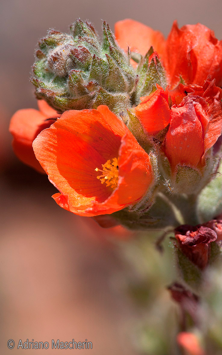 Sphaeralcea Ambigua - Globemallow - Capitol Reef NP