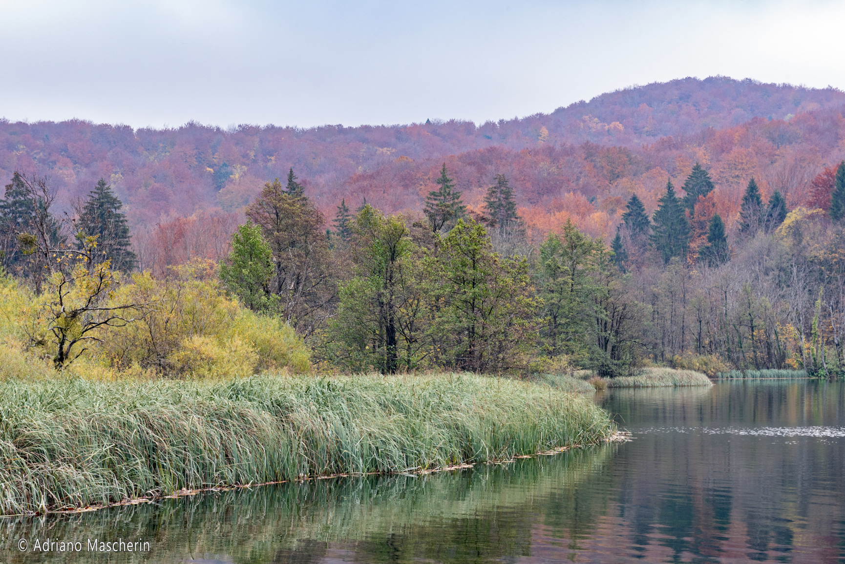 Bosco dal lago Malo Jezero - Forest by the lake Malo Jezero