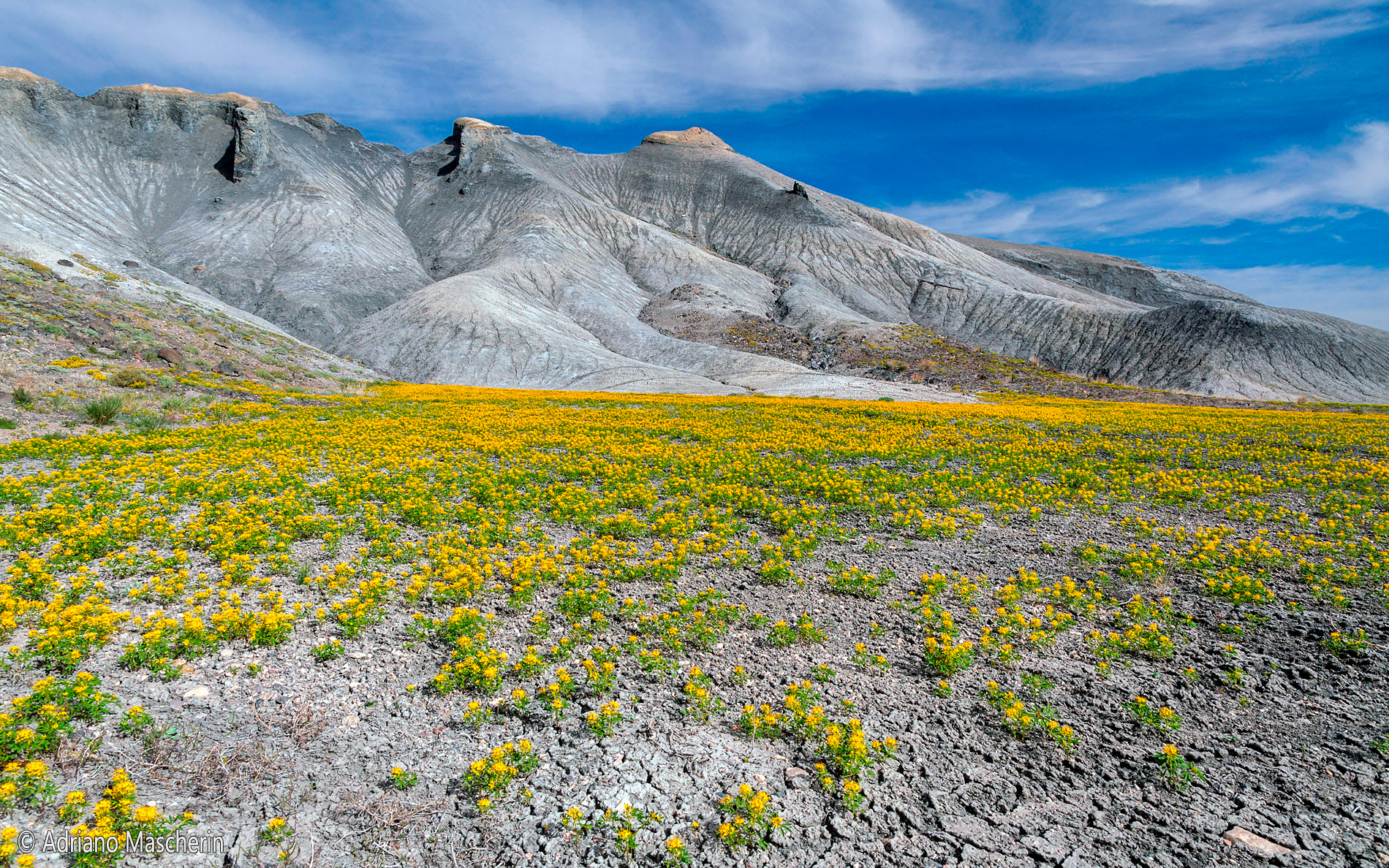 Blooming at Caineville Mesa