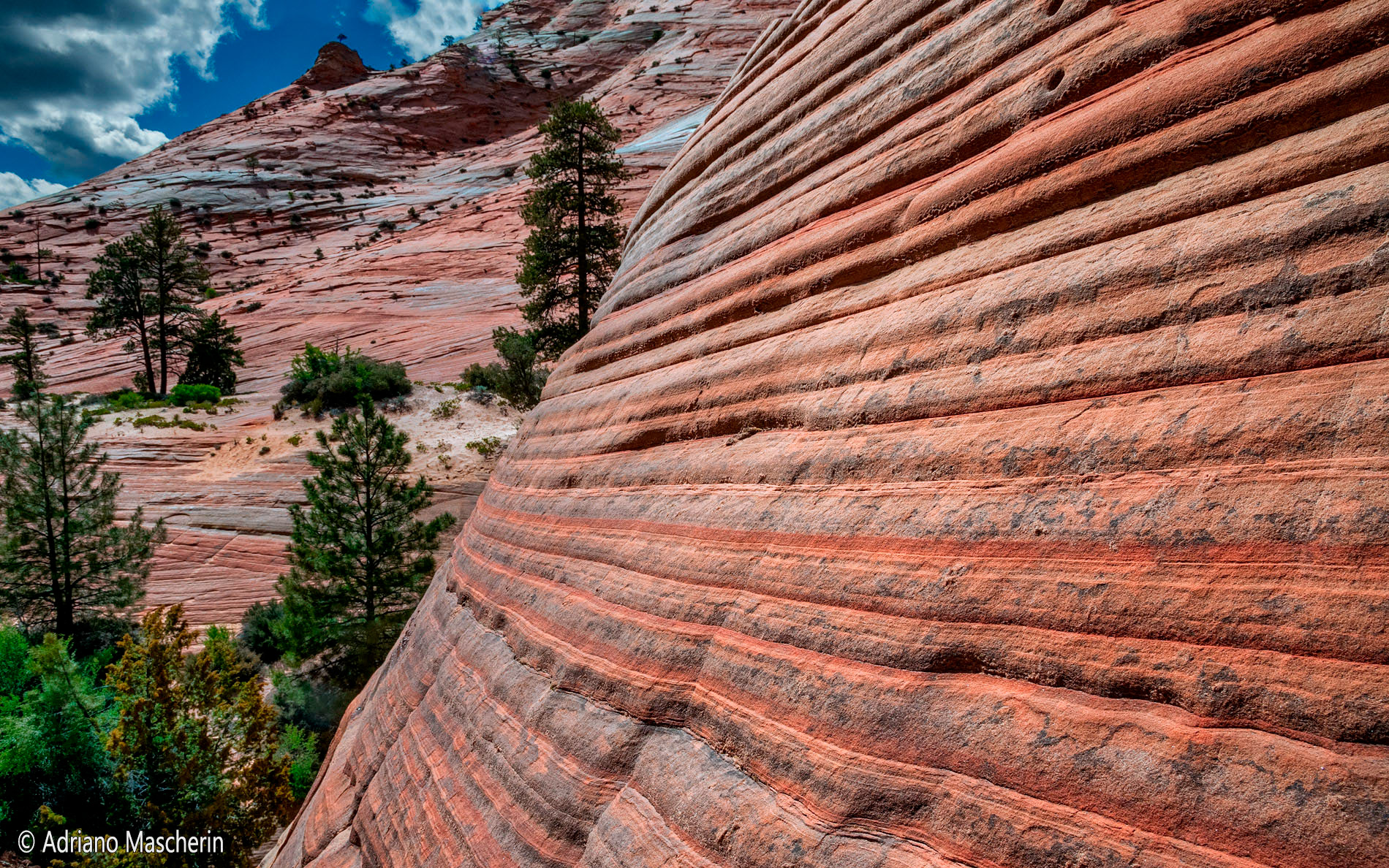 Roks near Checkerboard Mesa - Zion NP