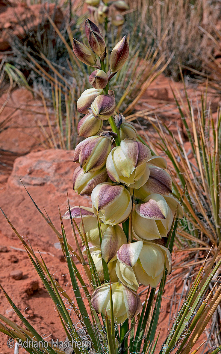 Yucca harrimaniae - Harriman's Narrow Leaf Yucca - Delicate Arch