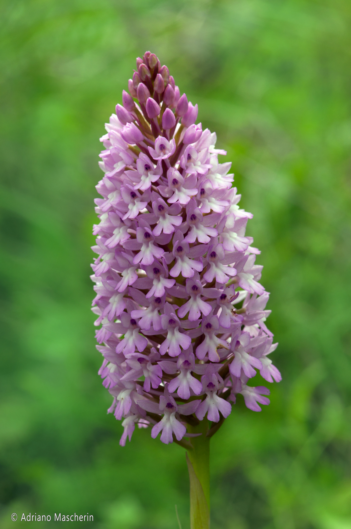 Bosa Anacamptis Pyramidalis