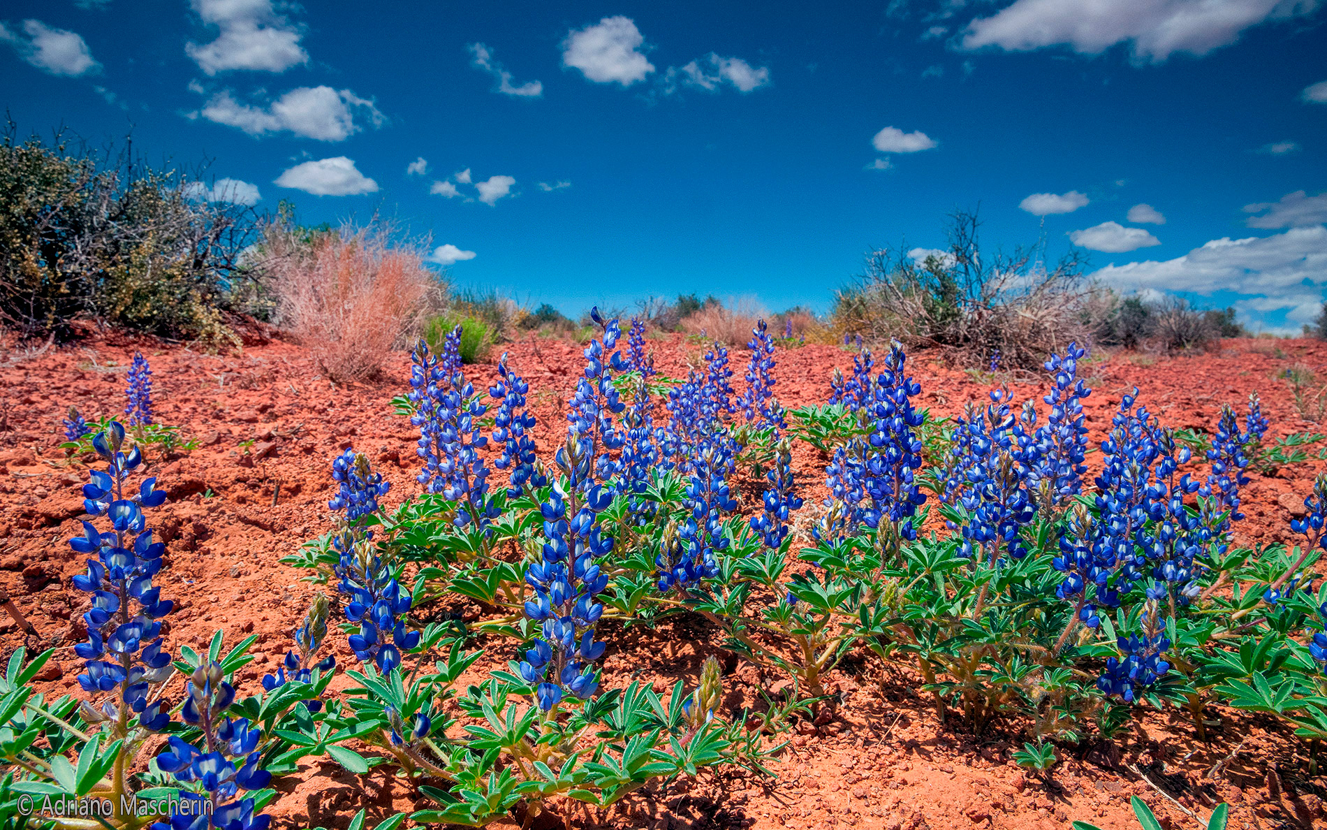 Lupinus Lepidus - Dwarf Lupine - Valley of Gods
