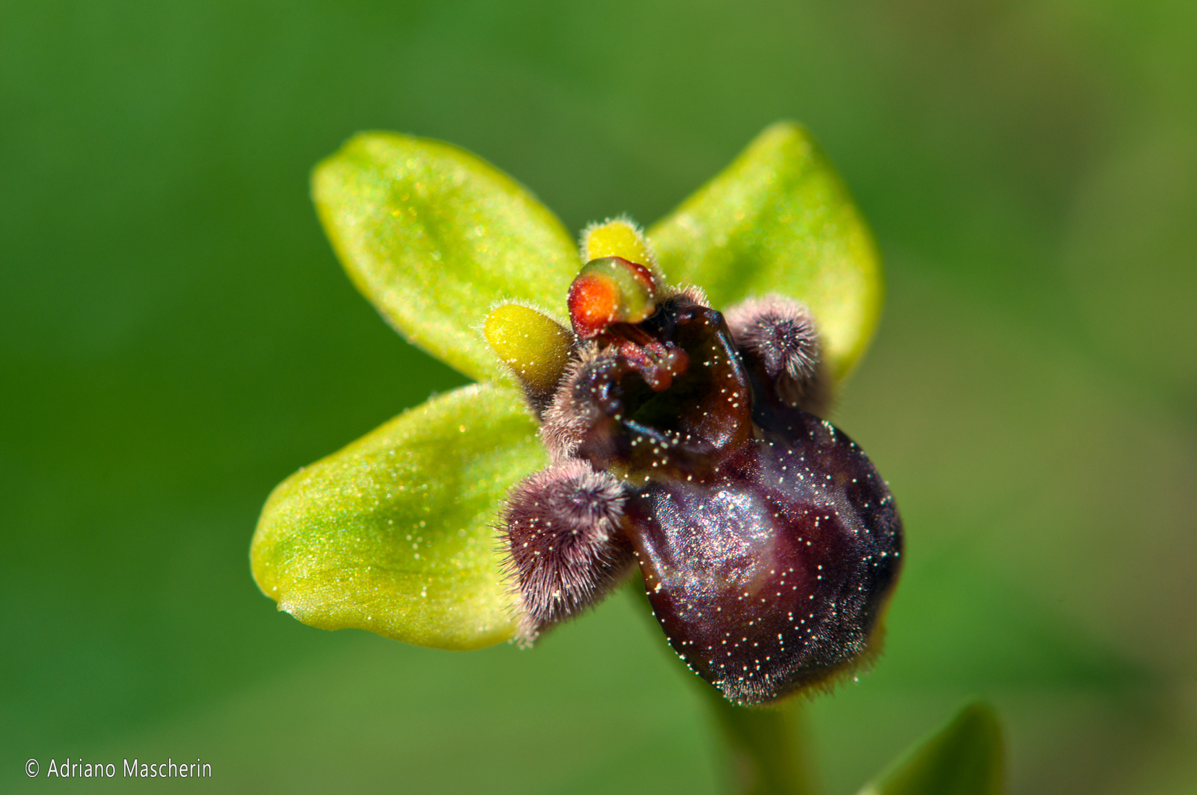Laconi - Oprys Bombyliflora