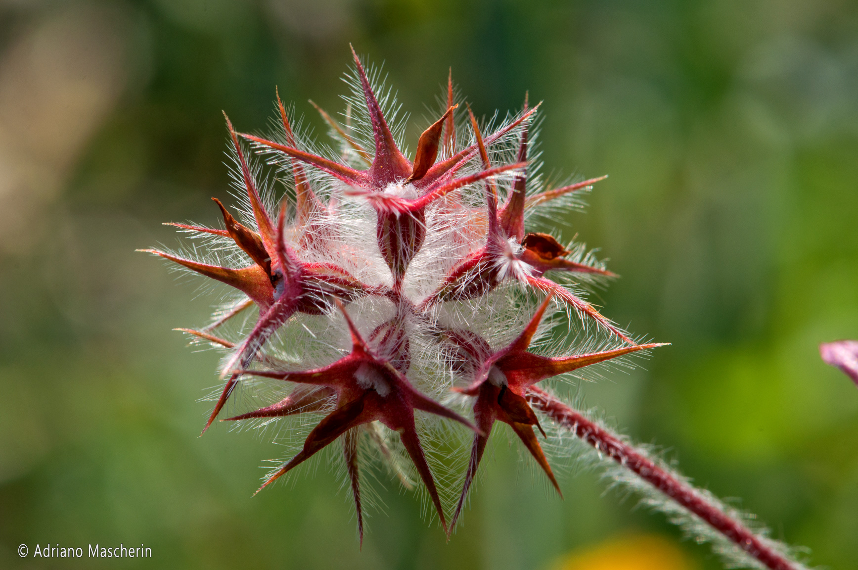 Bosa - Trifolium Stellatum
