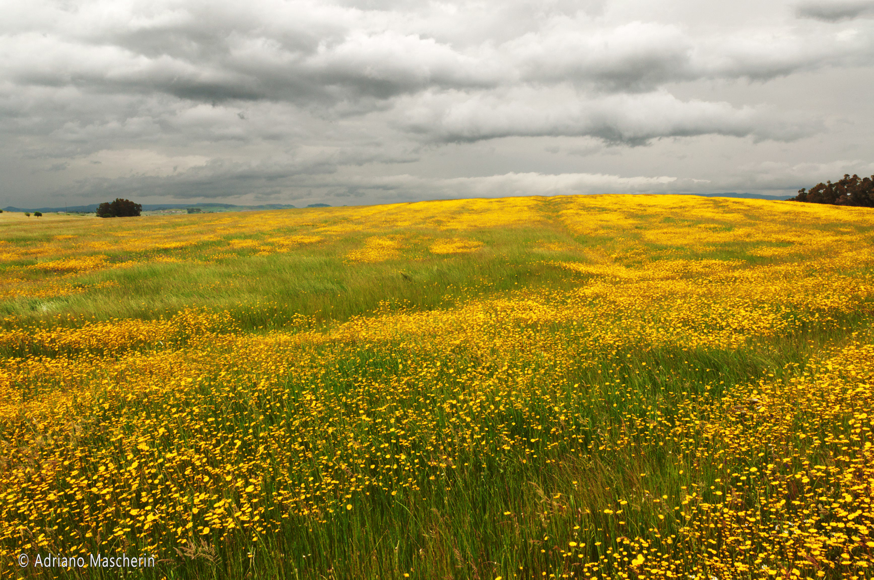 Ozieri - Prati fioriti - Flowering meadows