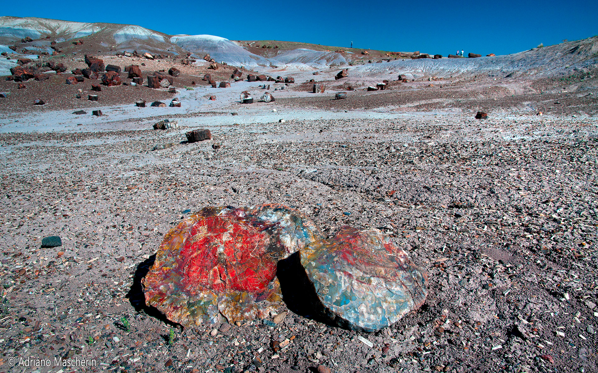 Crystal Forest - Petrified Forest NP