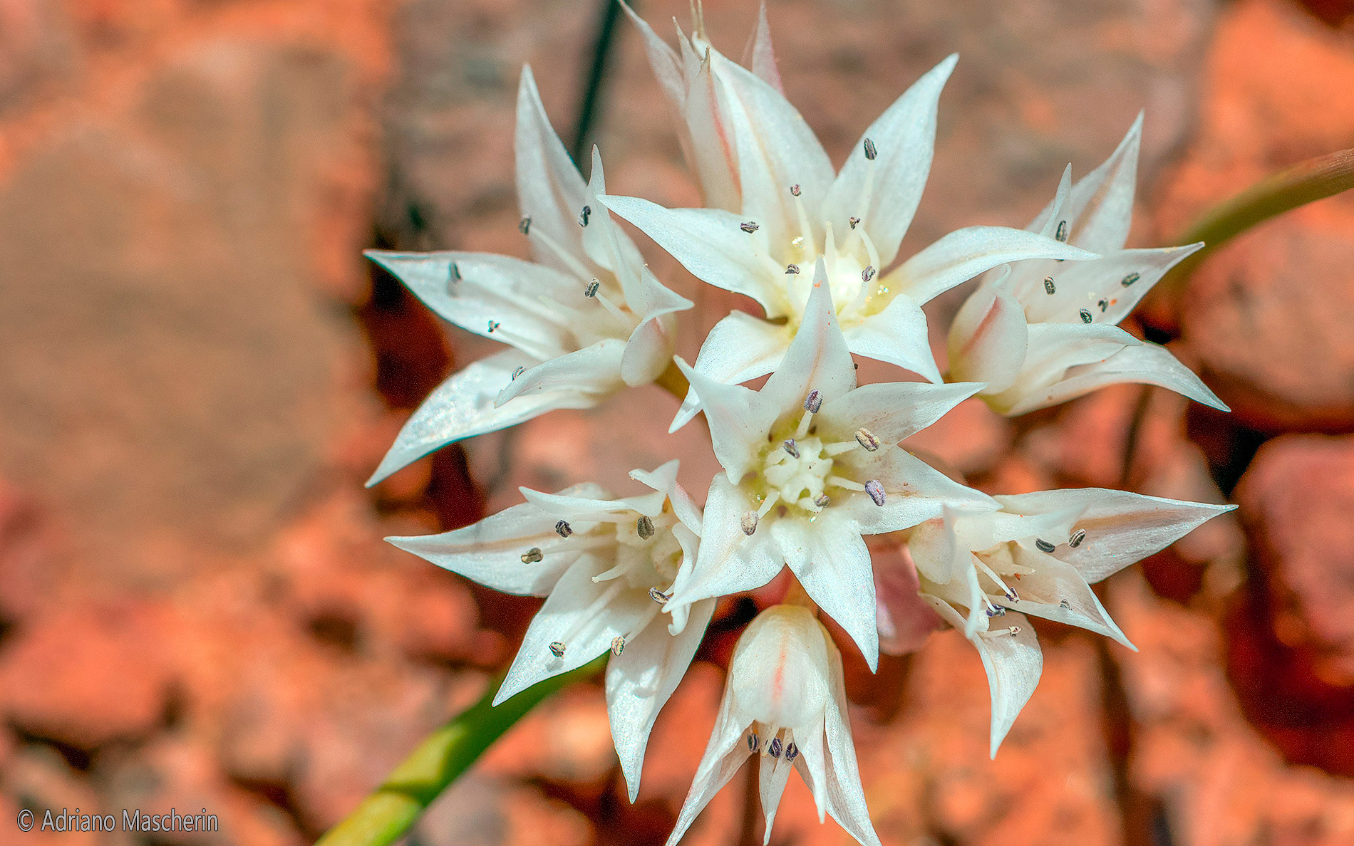 Allium Nevadense - Nevada Onion - Valley of Gods