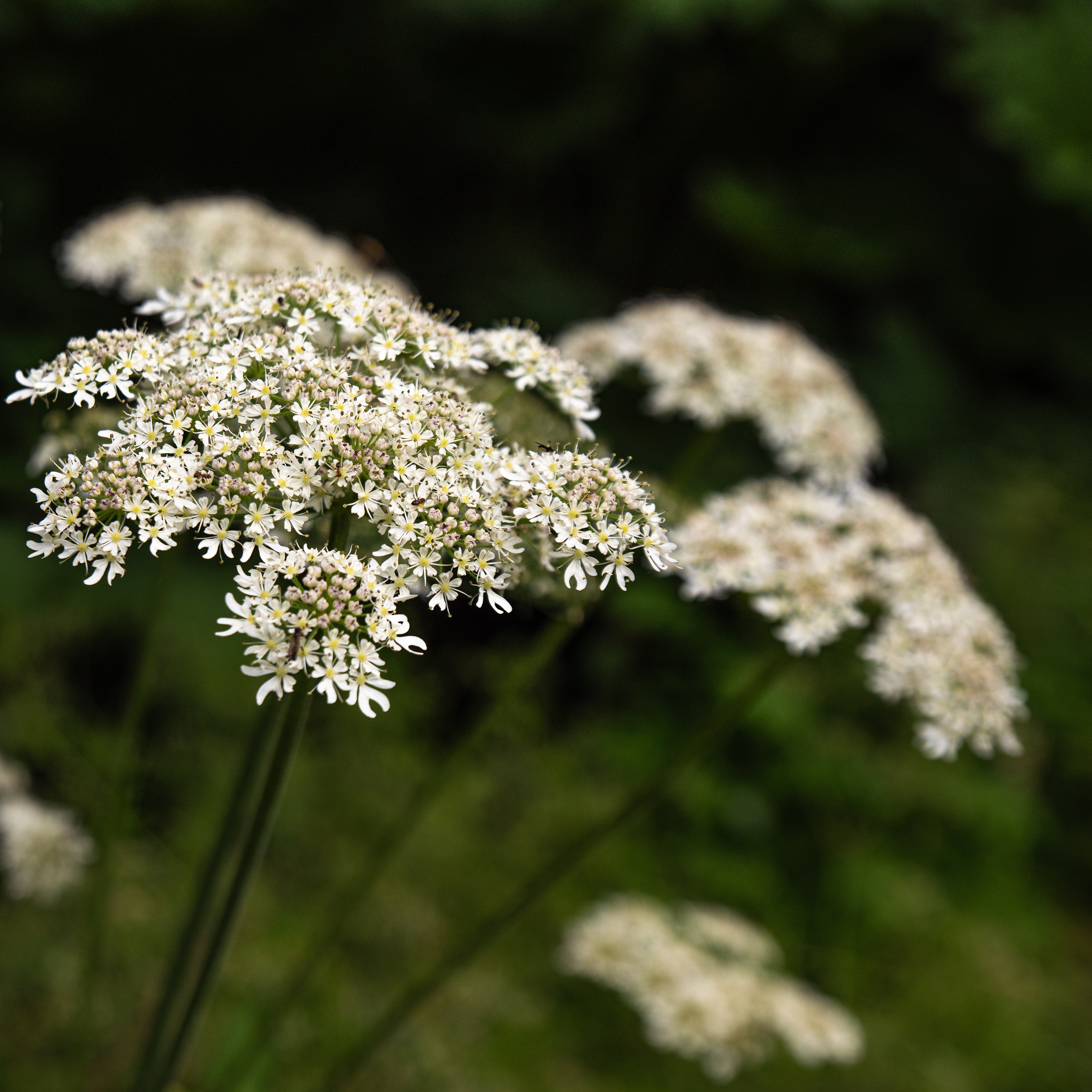 Heracleum - 'Hogweed'