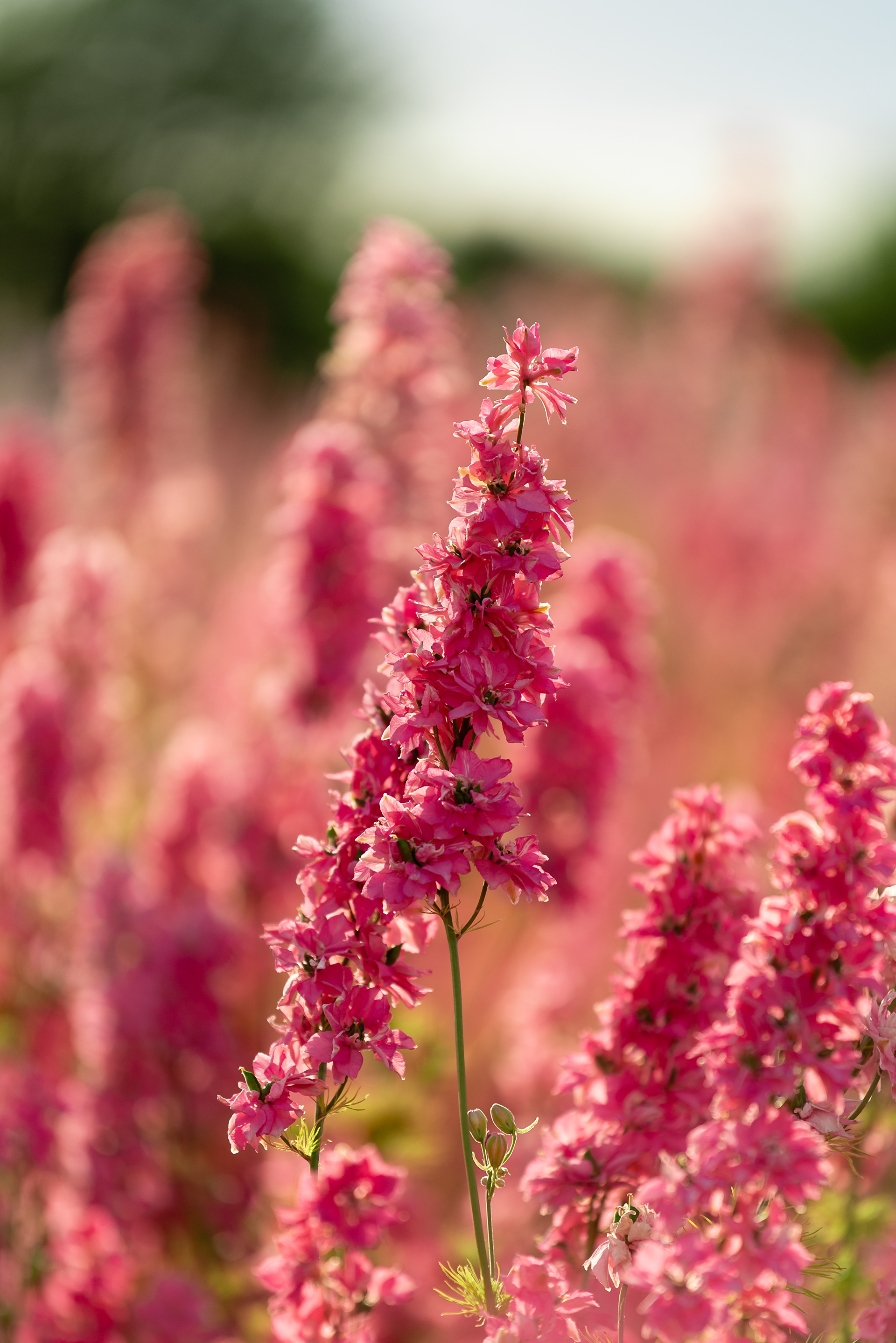 Delphinium
