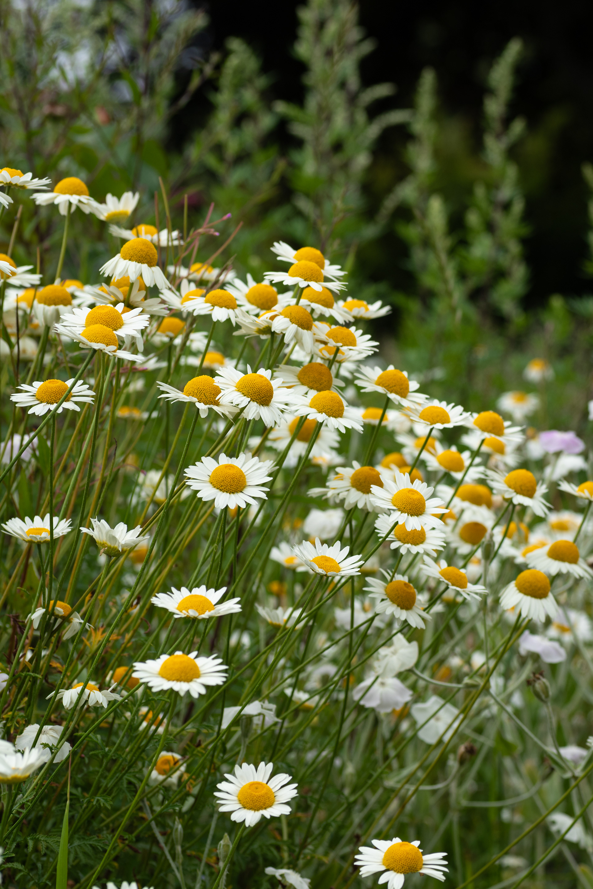 Asteraceae